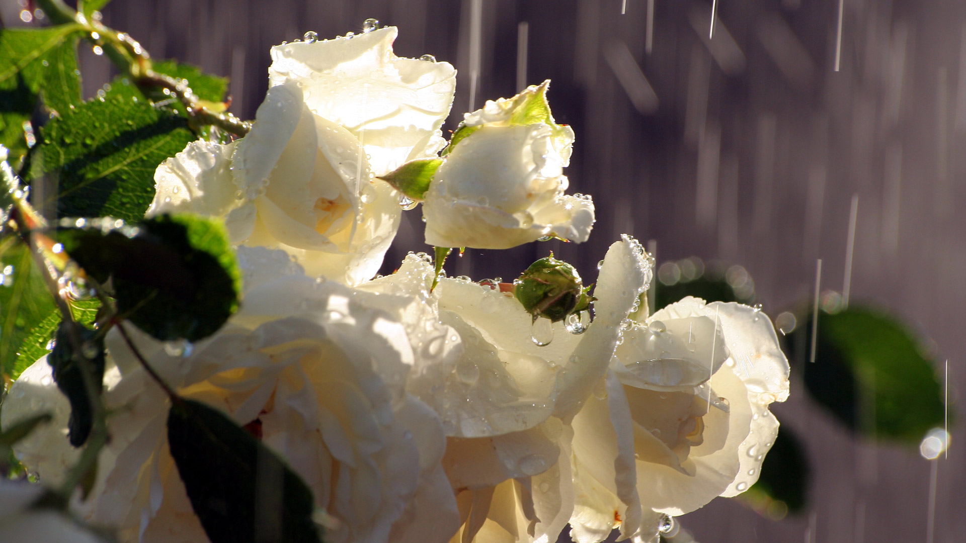 Download mobile wallpaper Water Drop, Flowers, Flower, Rose, Earth, Rain for free.