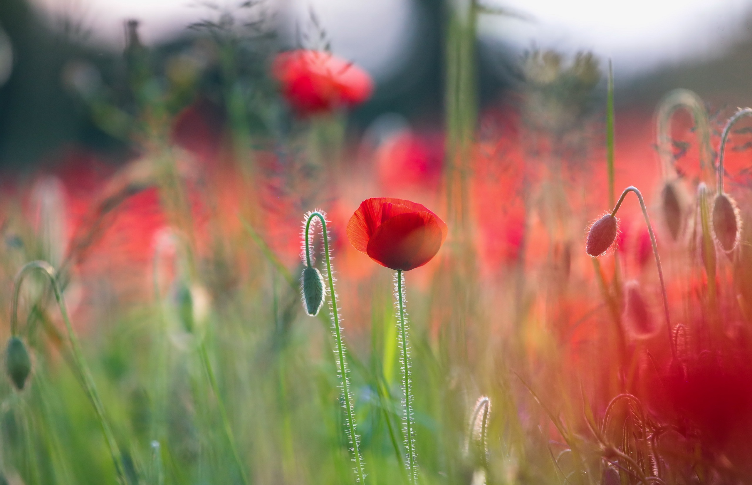 Descarga gratis la imagen Flores, Verano, Flor, Amapola, Flor Roja, Tierra/naturaleza, Difuminado en el escritorio de tu PC