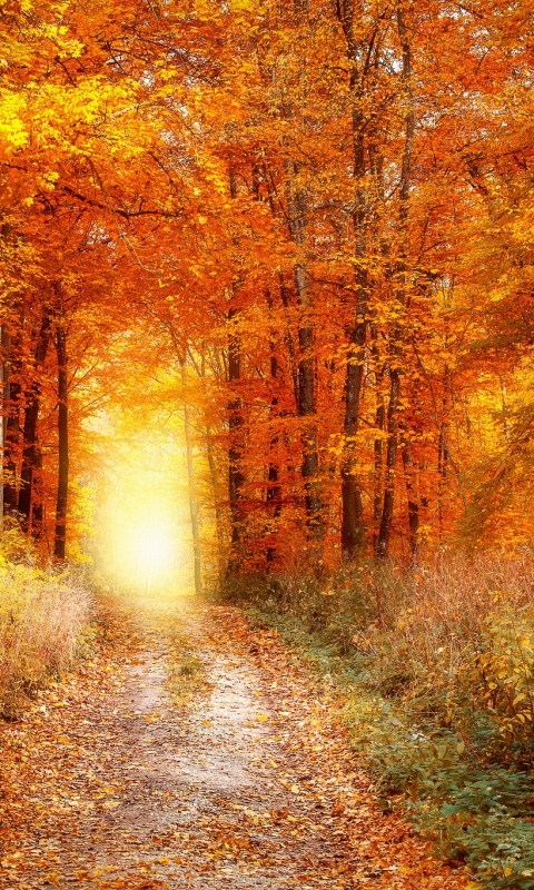 Download mobile wallpaper Sunset, Sun, Road, Forest, Fall, Man Made for free.
