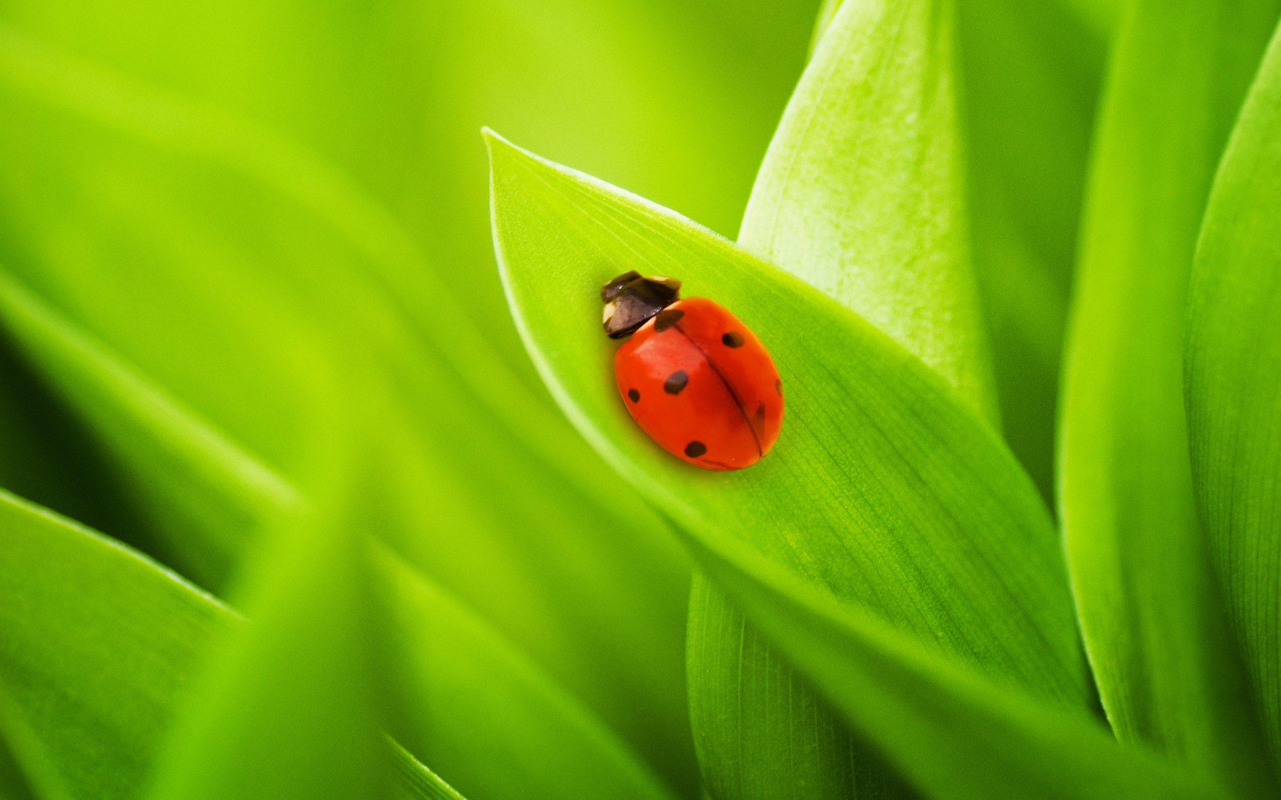 Download mobile wallpaper Animal, Ladybug for free.