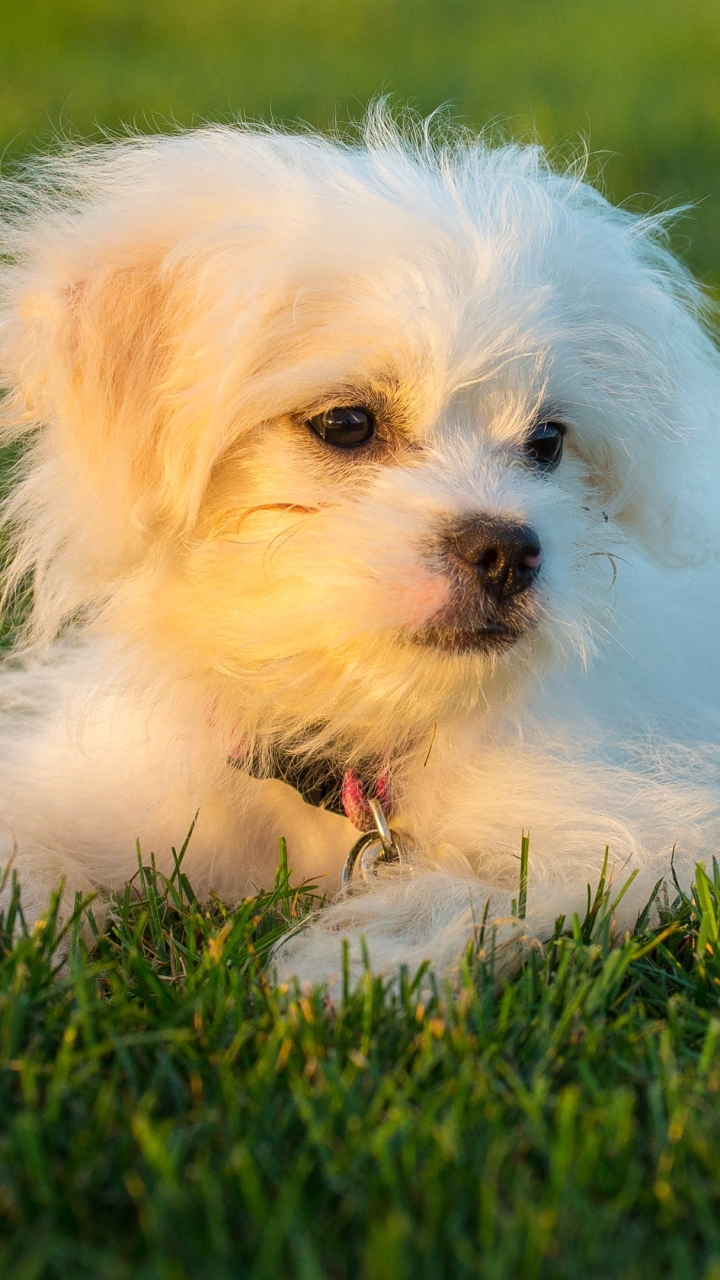 Download mobile wallpaper Dogs, Animal, Puppy, Maltese for free.
