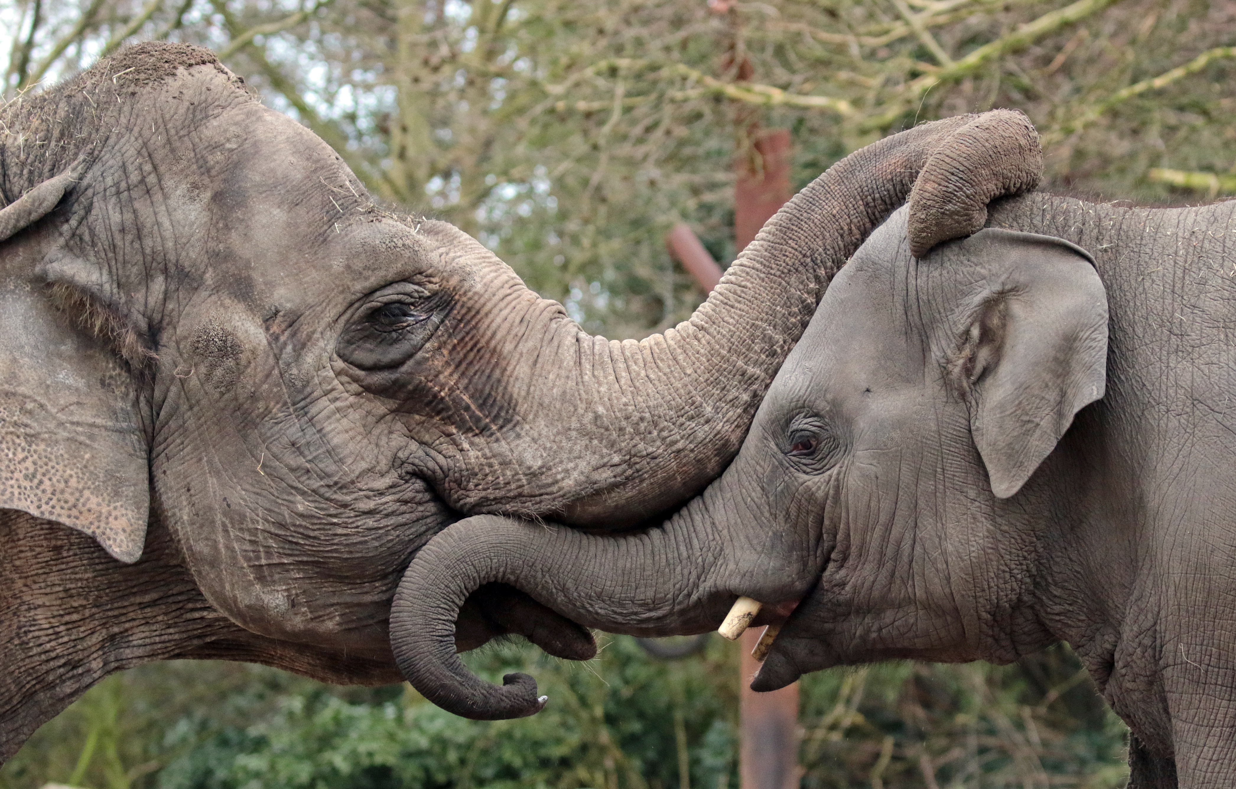 Descarga gratuita de fondo de pantalla para móvil de Animales, Elefantes, Bebe Animal, Elefante Asiático.