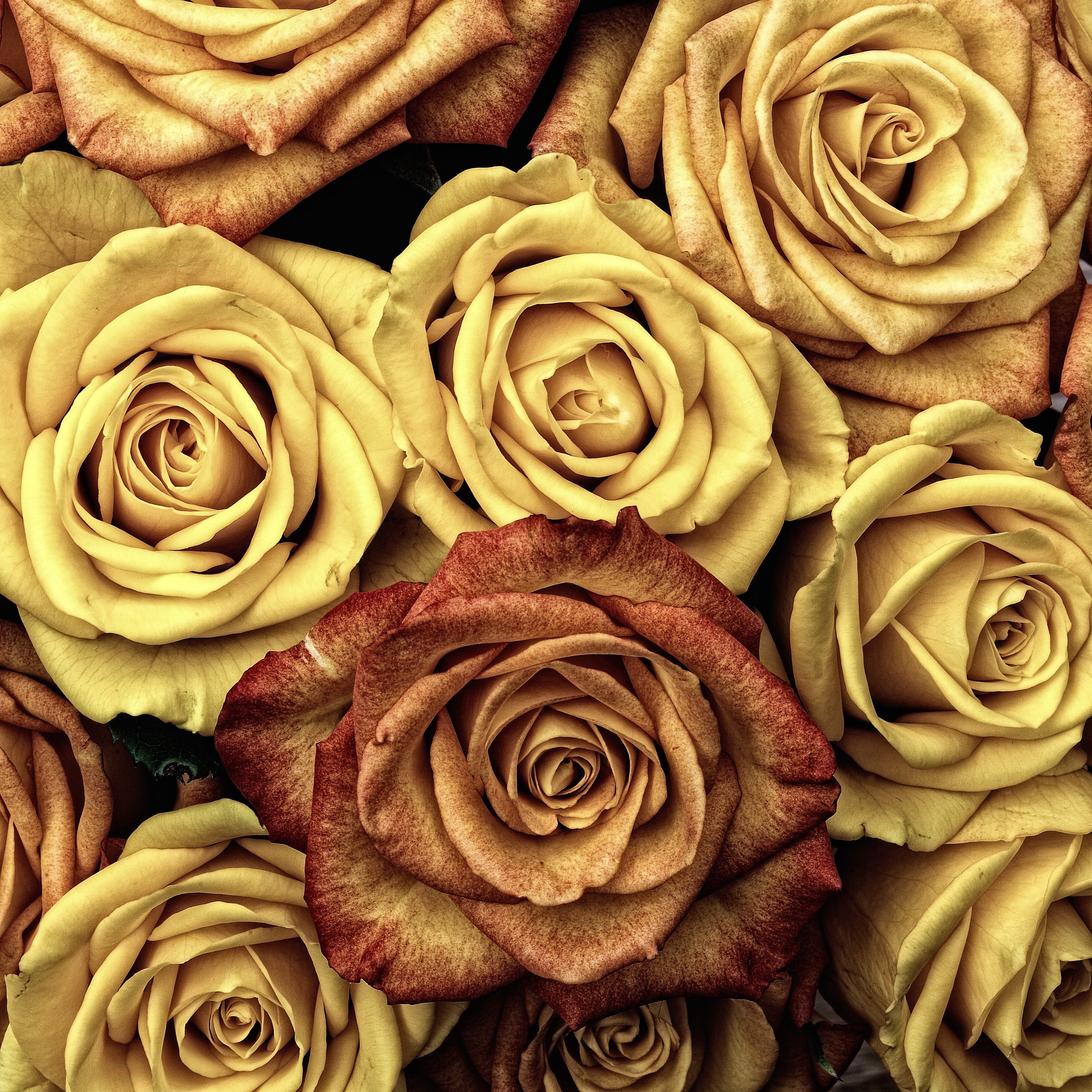 Handy-Wallpaper Blütenblätter, Blumen, Knospen, Roses kostenlos herunterladen.