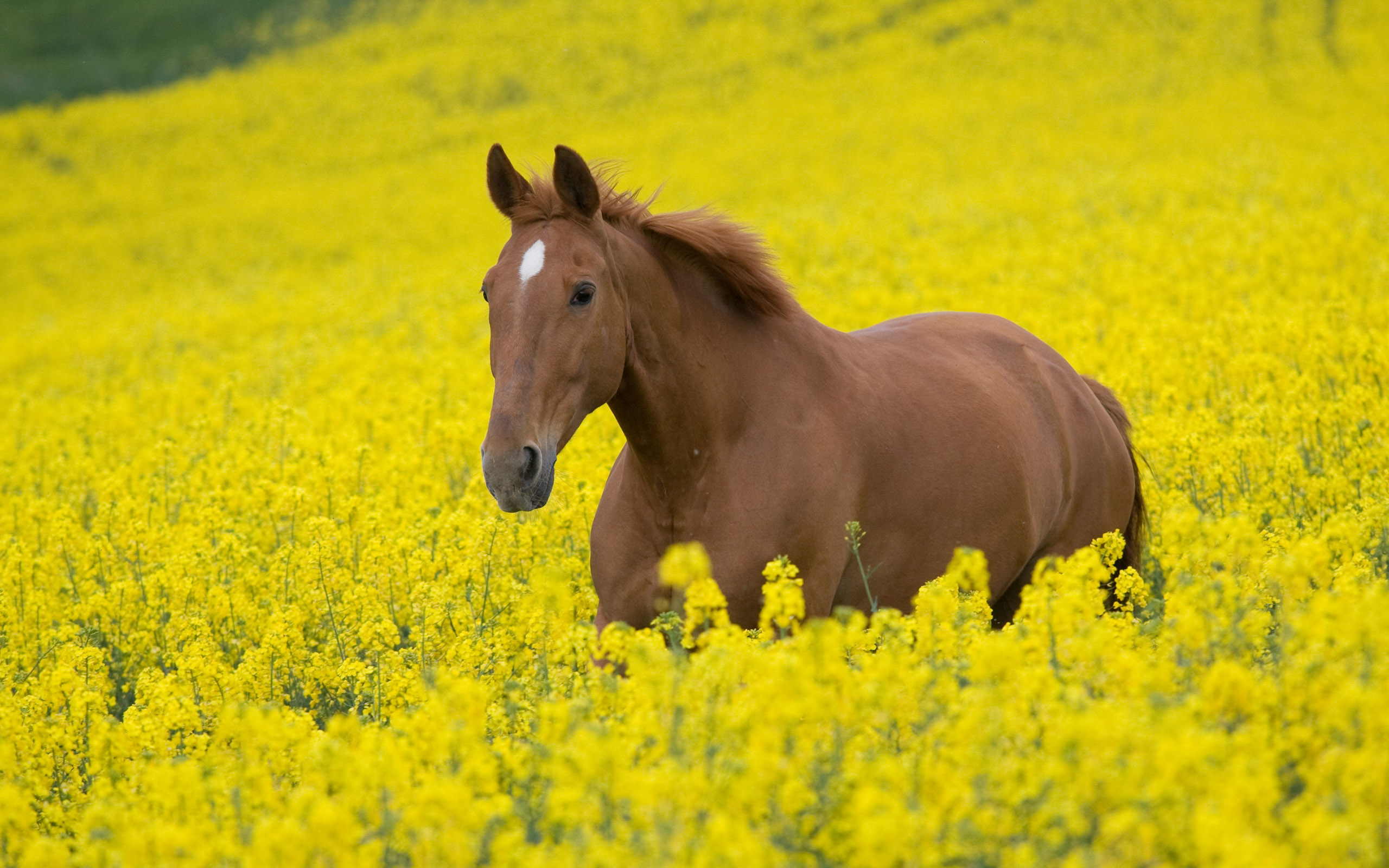 PCデスクトップに馬, 動物画像を無料でダウンロード