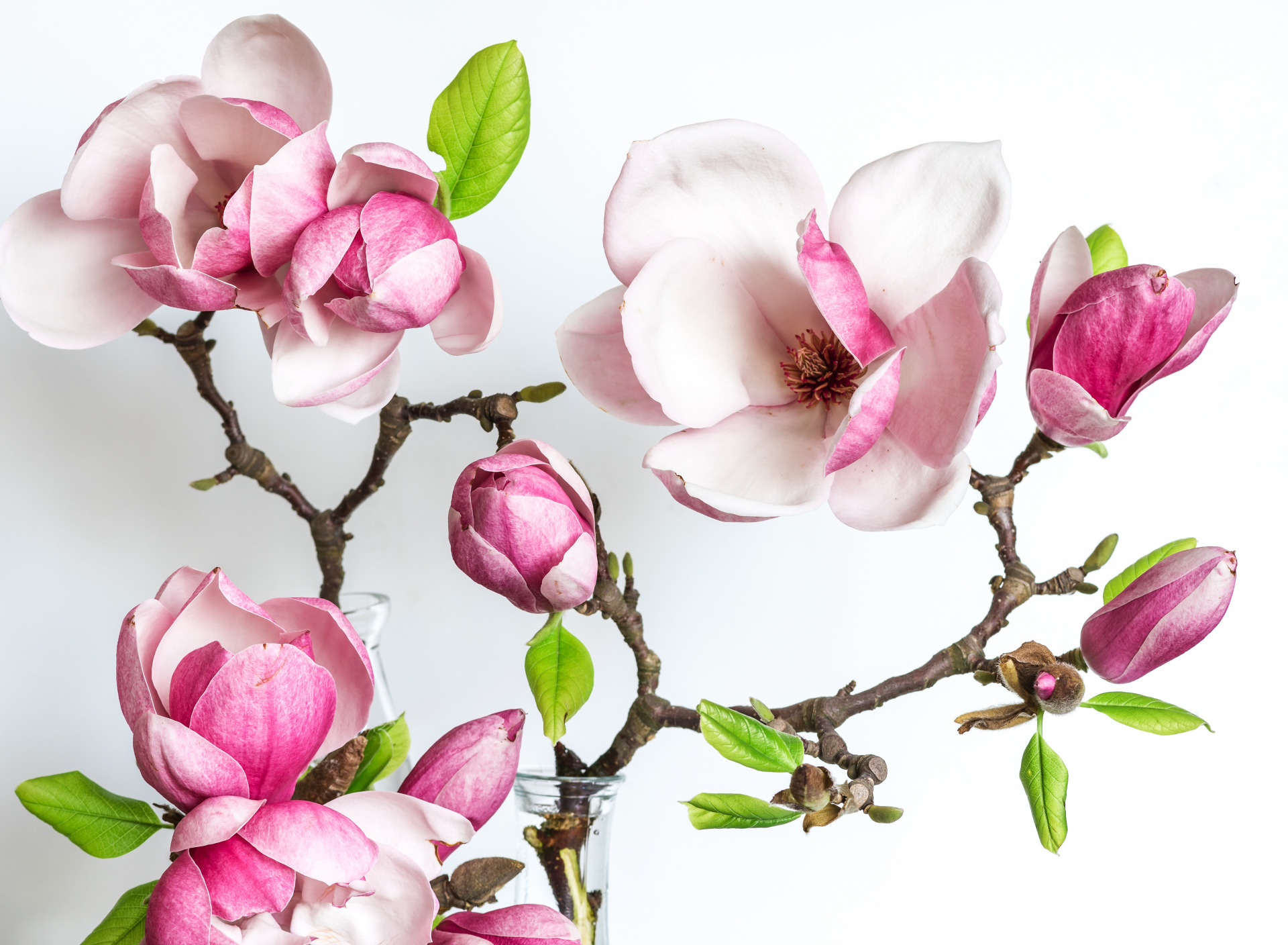482767 descargar fondo de pantalla tierra/naturaleza, magnolia, florecer, flor, flor rosa, árboles: protectores de pantalla e imágenes gratis