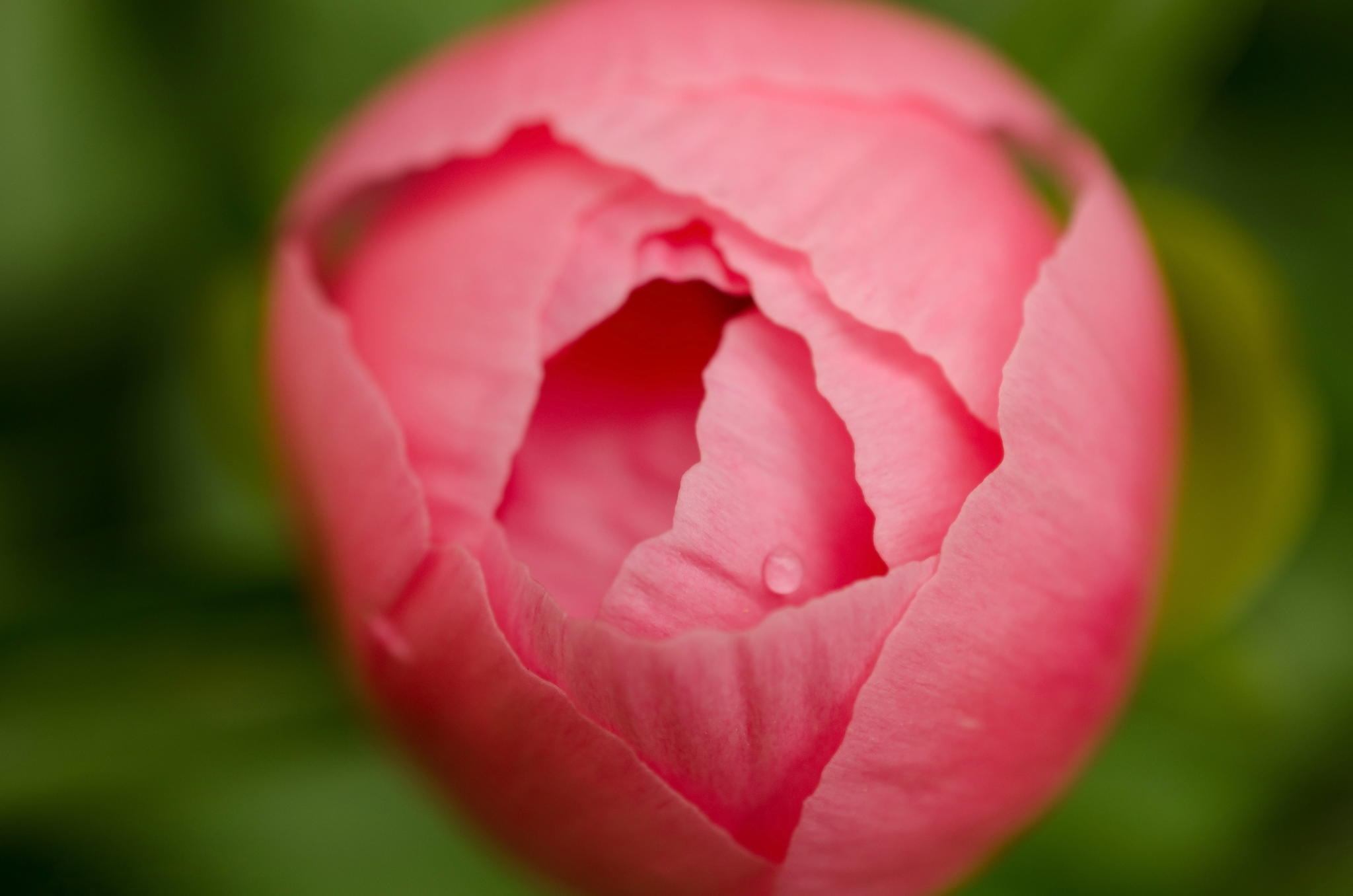 Téléchargez gratuitement l'image Fleurs, Fleur, Macro, Pivoine, Terre/nature, Fleur Rose sur le bureau de votre PC