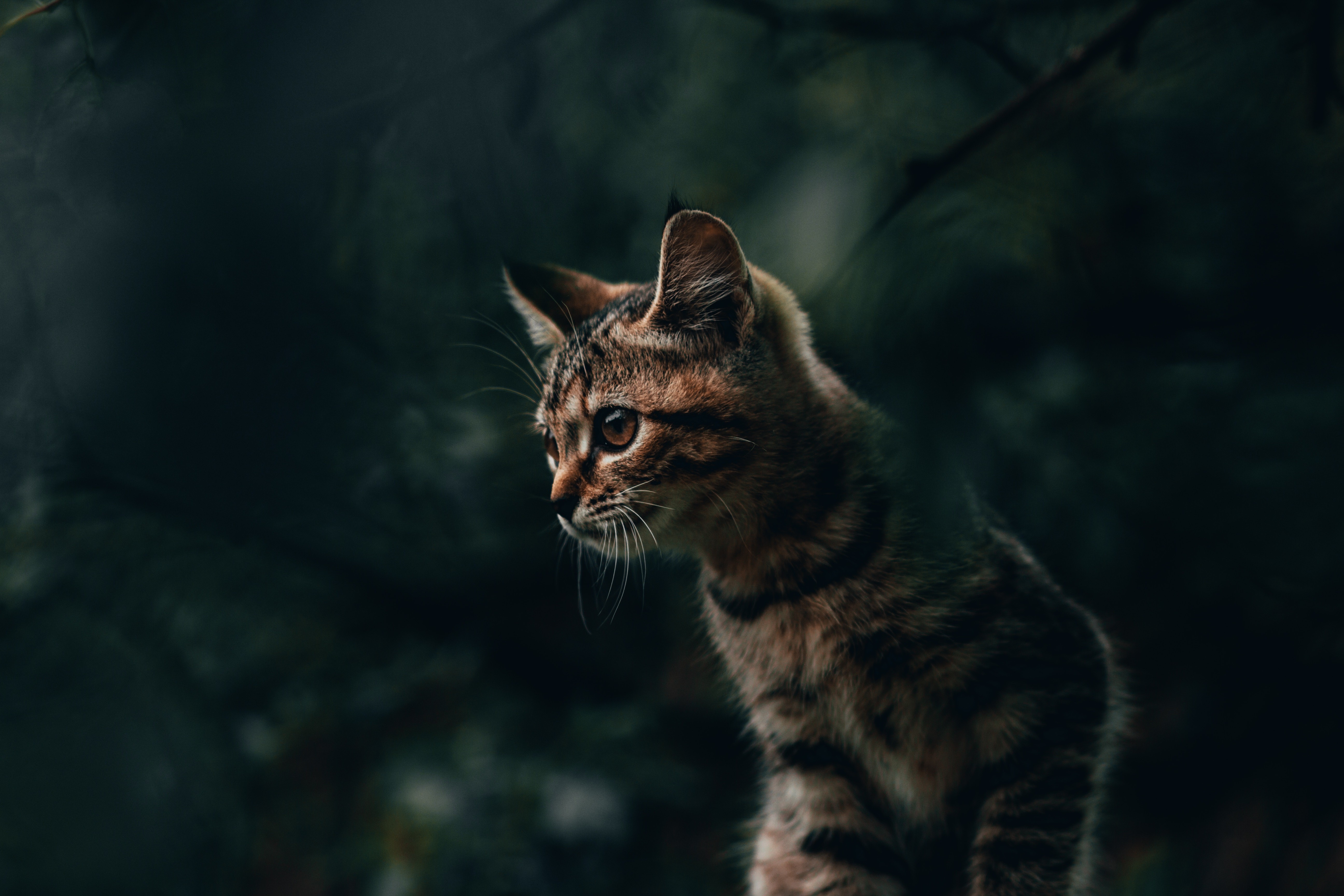 Baixe gratuitamente a imagem Animais, Gatos, Gato na área de trabalho do seu PC