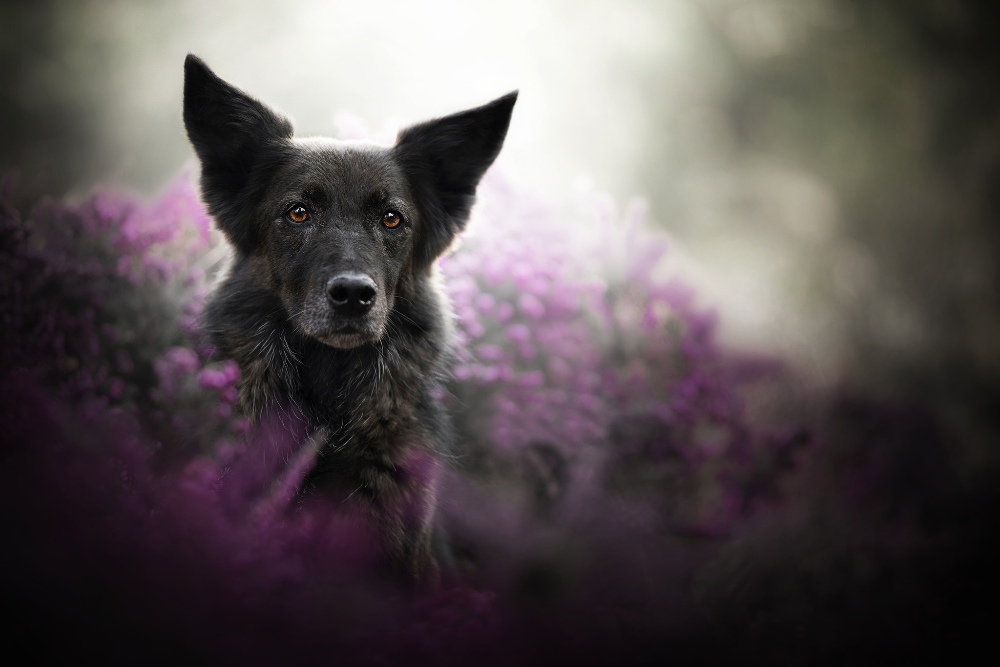 PCデスクトップに動物, 犬, ベルギーの羊飼い, 被写界深度画像を無料でダウンロード