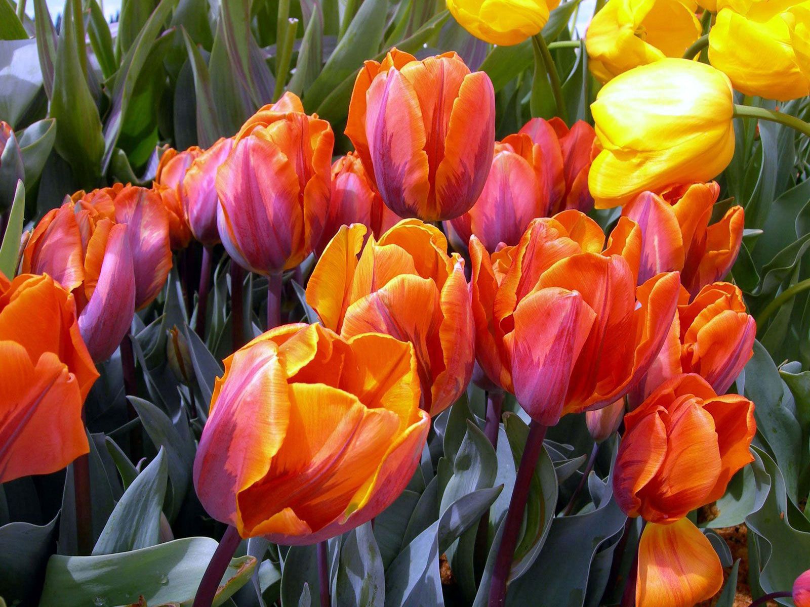 68206 descargar fondo de pantalla tulipanes, flores, disuelto, suelto, cogollos, brotes: protectores de pantalla e imágenes gratis