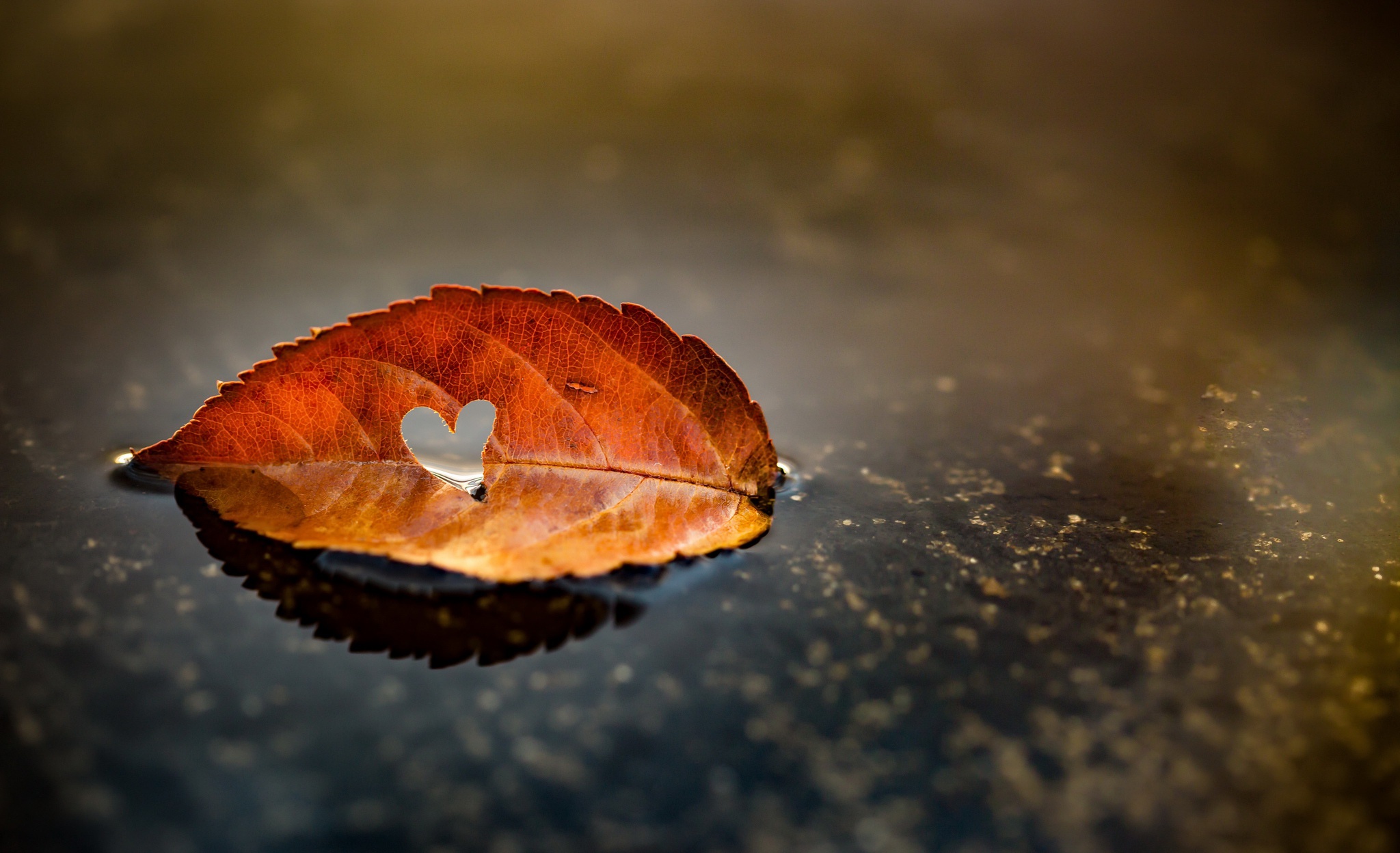 Download mobile wallpaper Leaf, Earth, Heart for free.