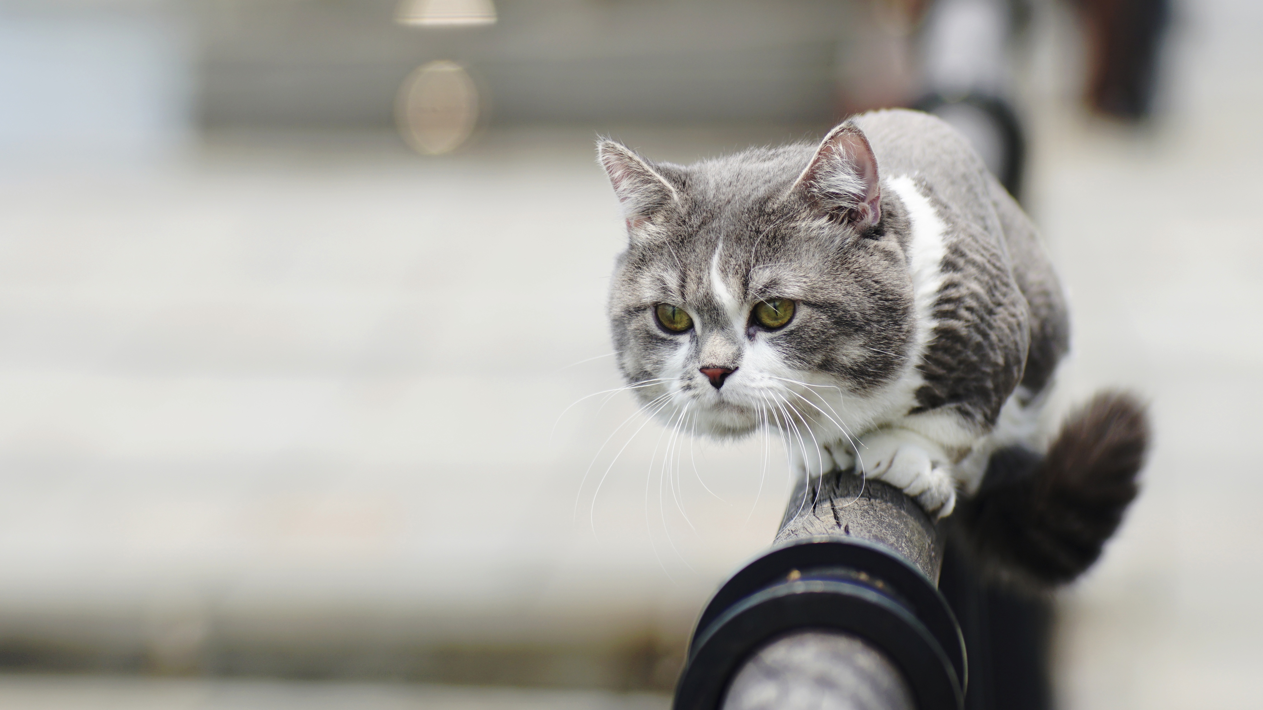 Descarga gratuita de fondo de pantalla para móvil de Animales, Gatos, Gato.