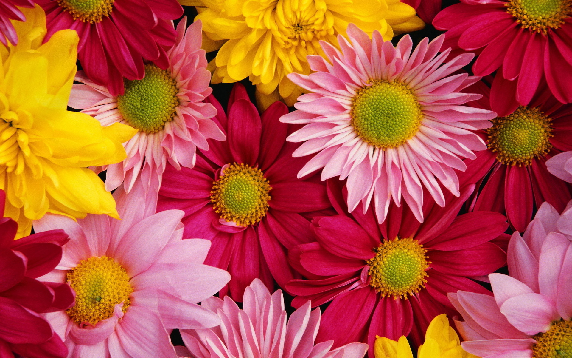 Free download wallpaper Flowers, Flower, Earth on your PC desktop