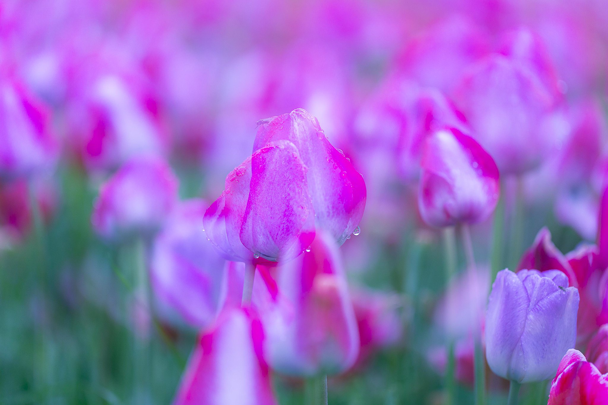 Download mobile wallpaper Flowers, Earth, Spring, Tulip, Purple Flower for free.