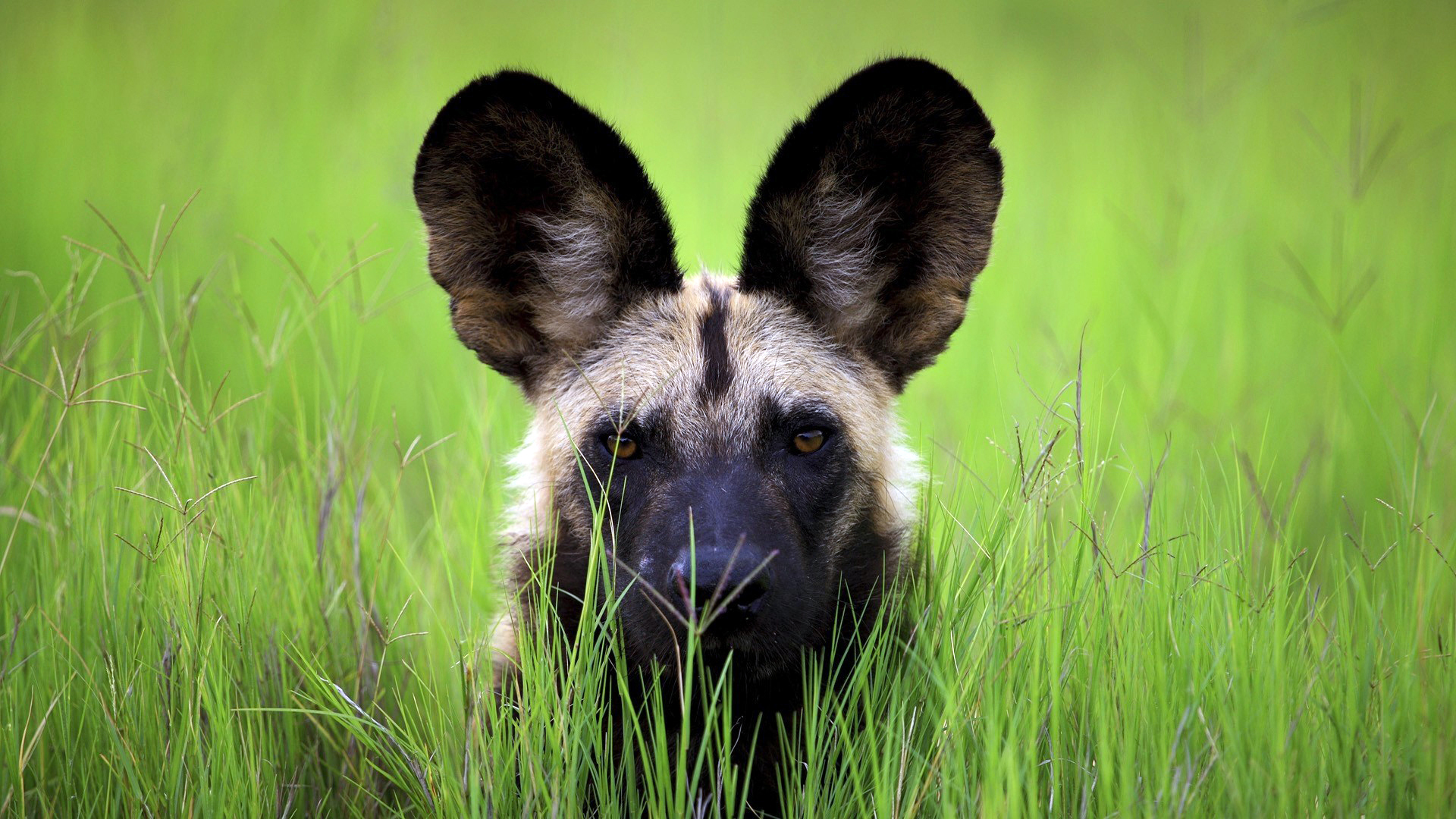 Die besten Afrikanischer Wildhund-Hintergründe für den Telefonbildschirm