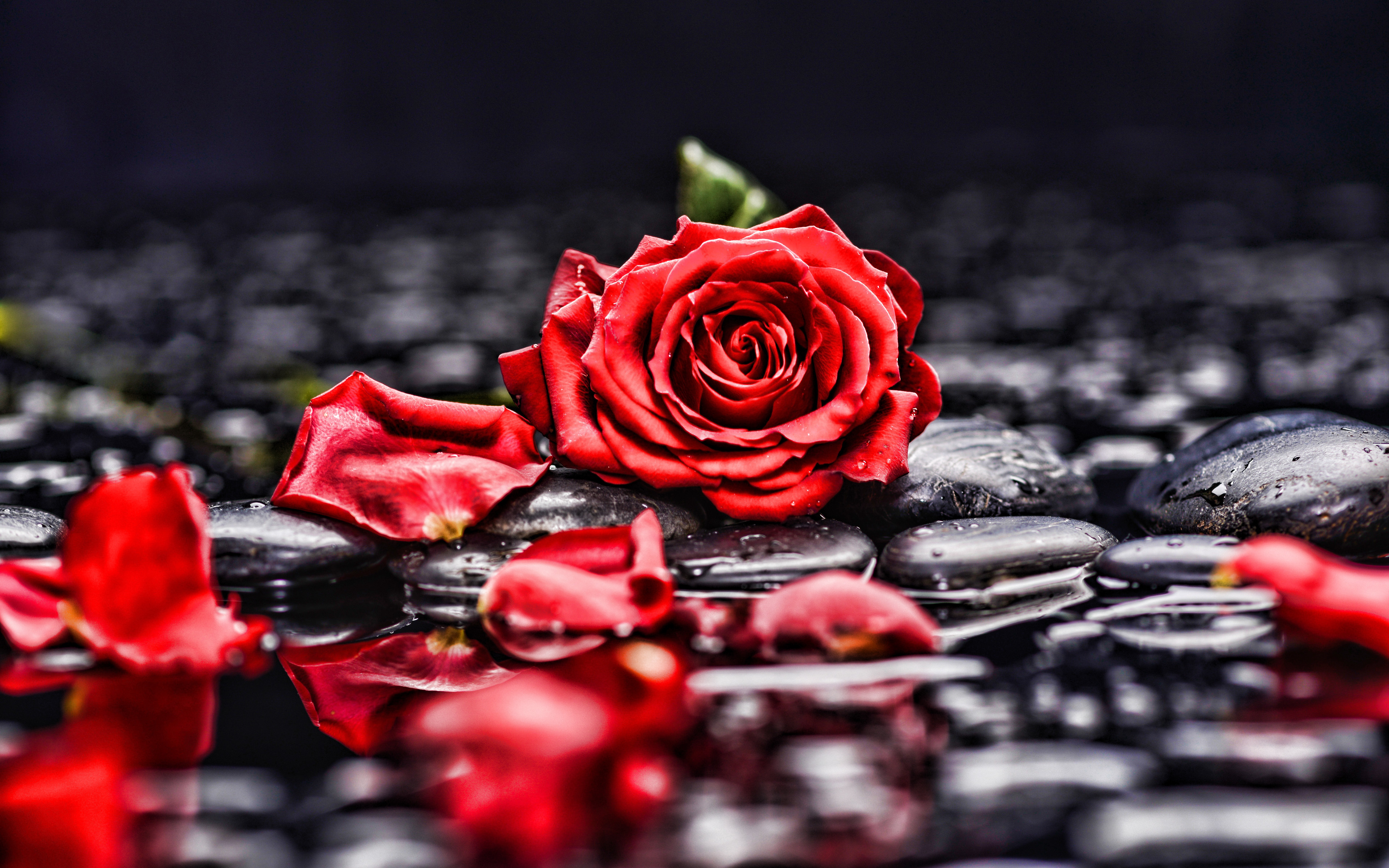 Laden Sie das Natur, Blumen, Blume, Rose, Stein, Blütenblatt, Rote Rose, Rote Blume, Erde/natur-Bild kostenlos auf Ihren PC-Desktop herunter