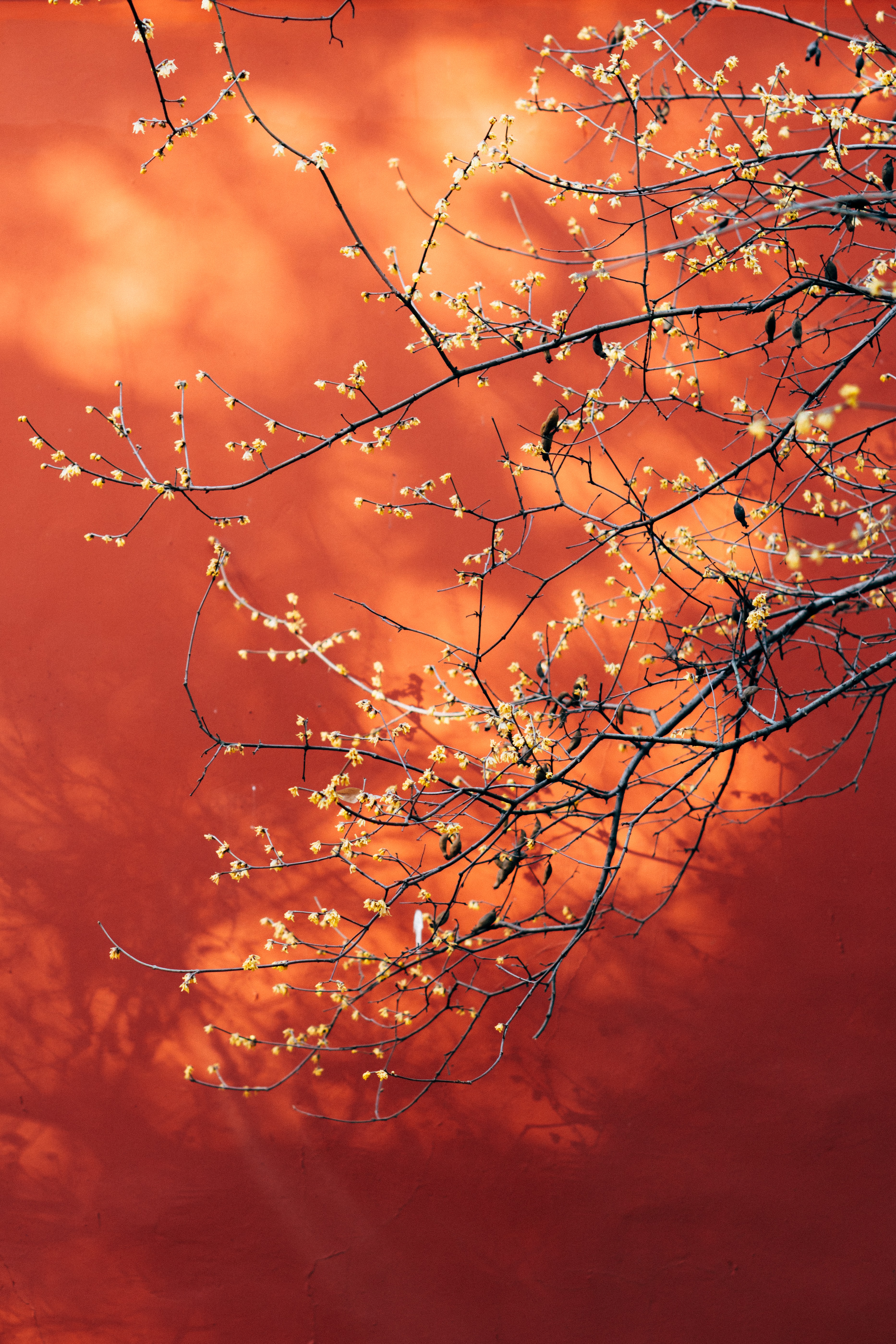 Download mobile wallpaper Macro, Branches, Plant, Flowers, Spring for free.