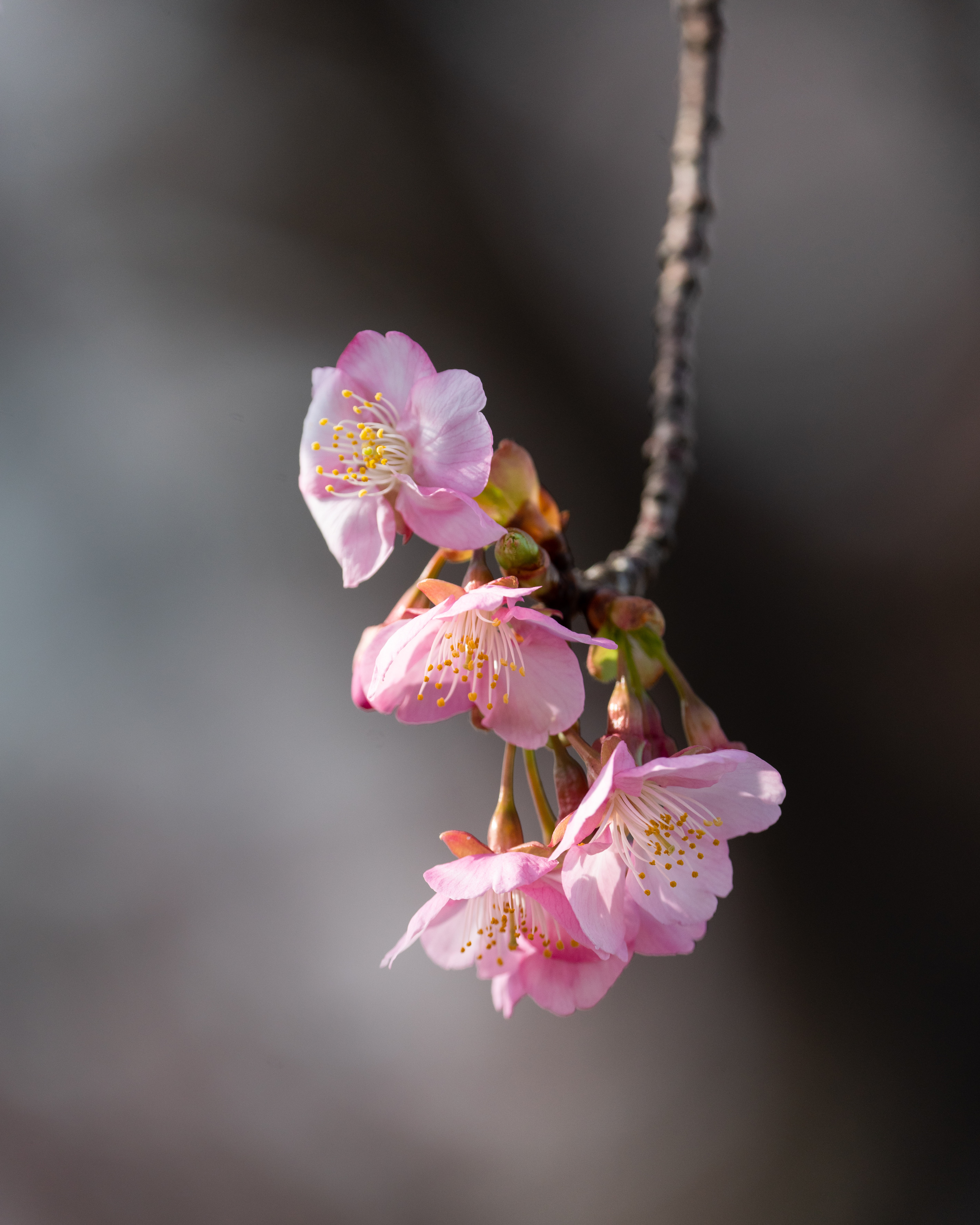 macro, sakura, flowers, pink, branch Full HD