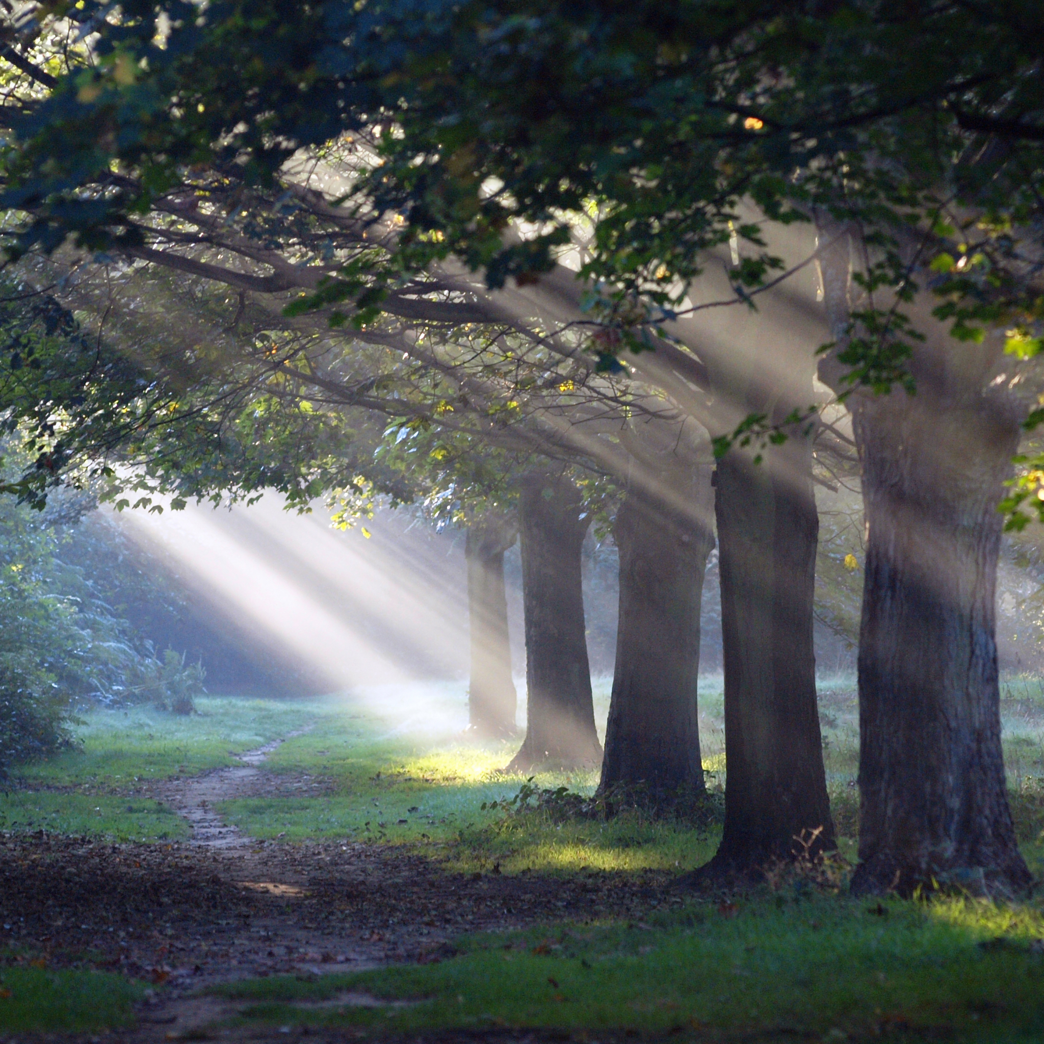 Descarga gratis la imagen Bosque, Tierra/naturaleza en el escritorio de tu PC