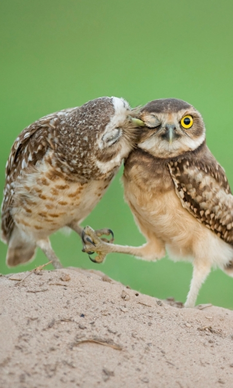 無料モバイル壁紙動物, 鳥, フクロウをダウンロードします。