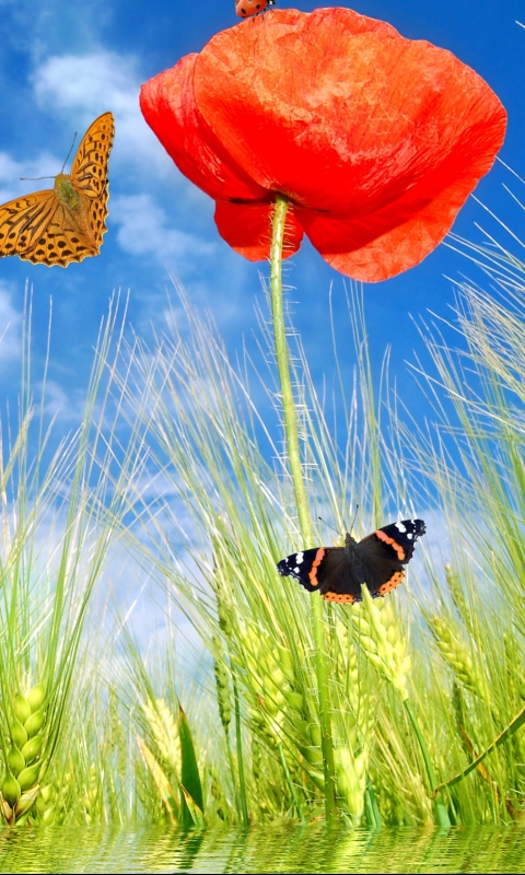 Téléchargez des papiers peints mobile Artistique, La Nature gratuitement.