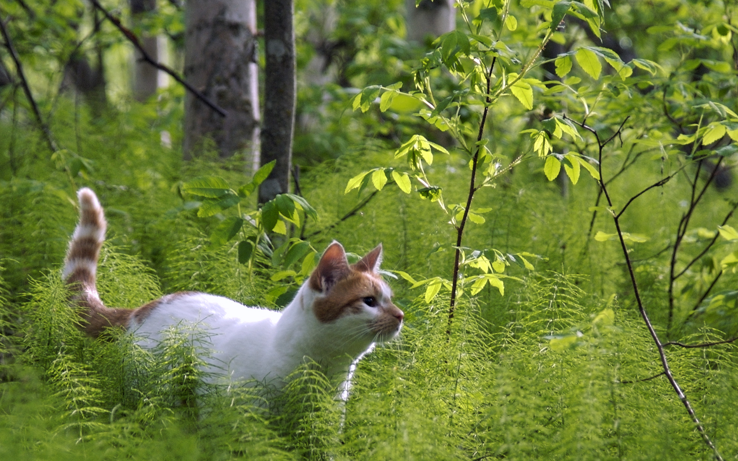 Handy-Wallpaper Tiere, Katze kostenlos herunterladen.