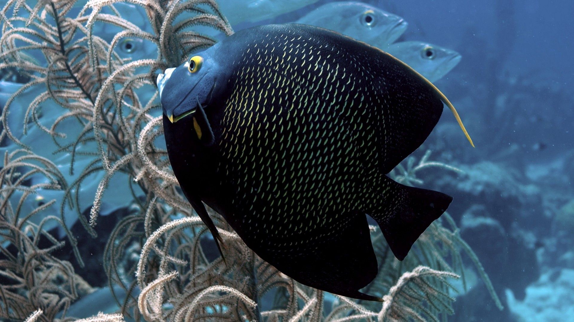 Laden Sie das Ein Fisch, Fisch, Eben, Flach, Schön, Tiere, Unterwasserwelt-Bild kostenlos auf Ihren PC-Desktop herunter