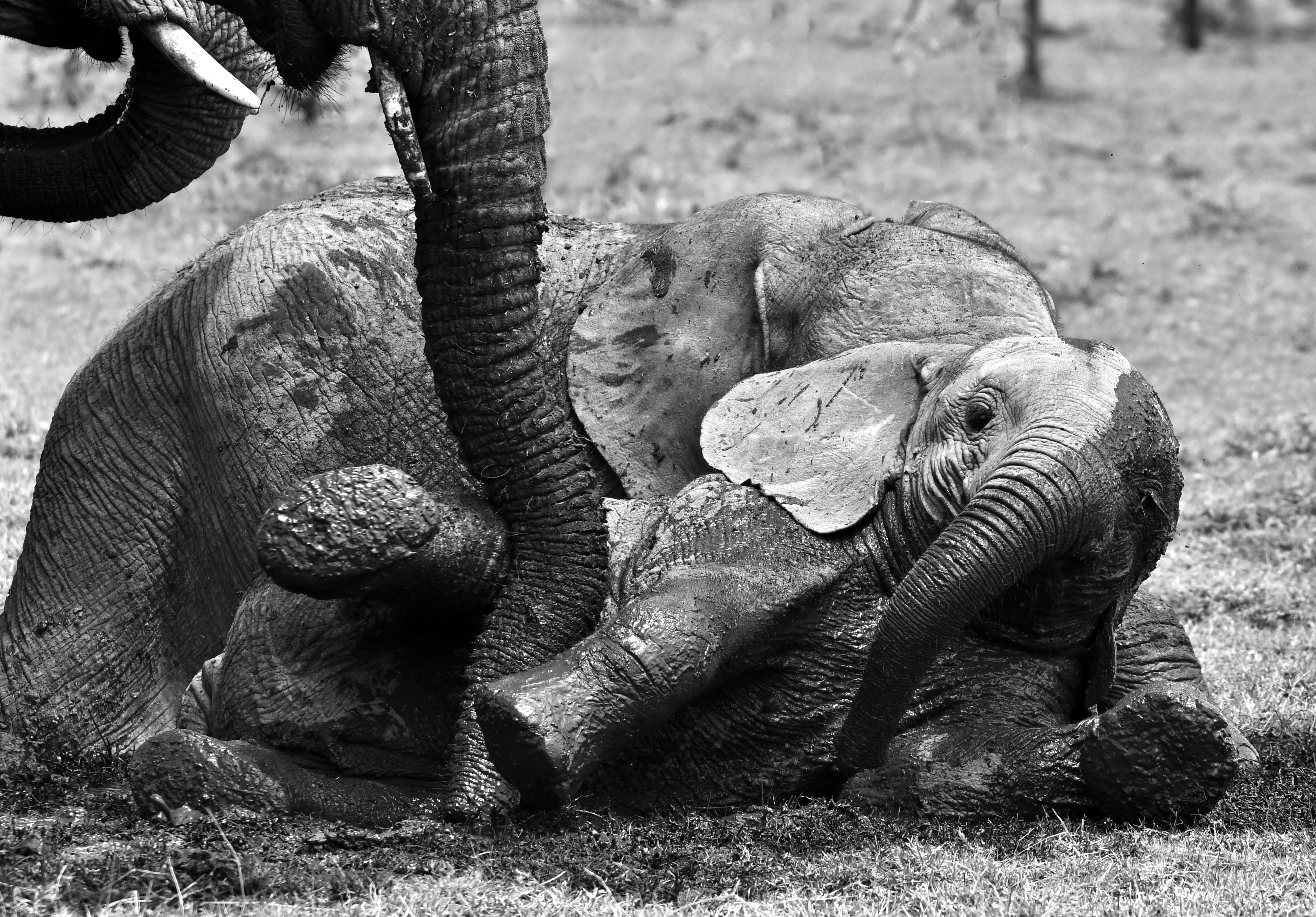 482022 завантажити картинку тварина, африканський чагарниковий слон, дитинча тварини, чорний білий, кенія, національний заповідник масаї мара, грязь, граючи, слони - шпалери і заставки безкоштовно
