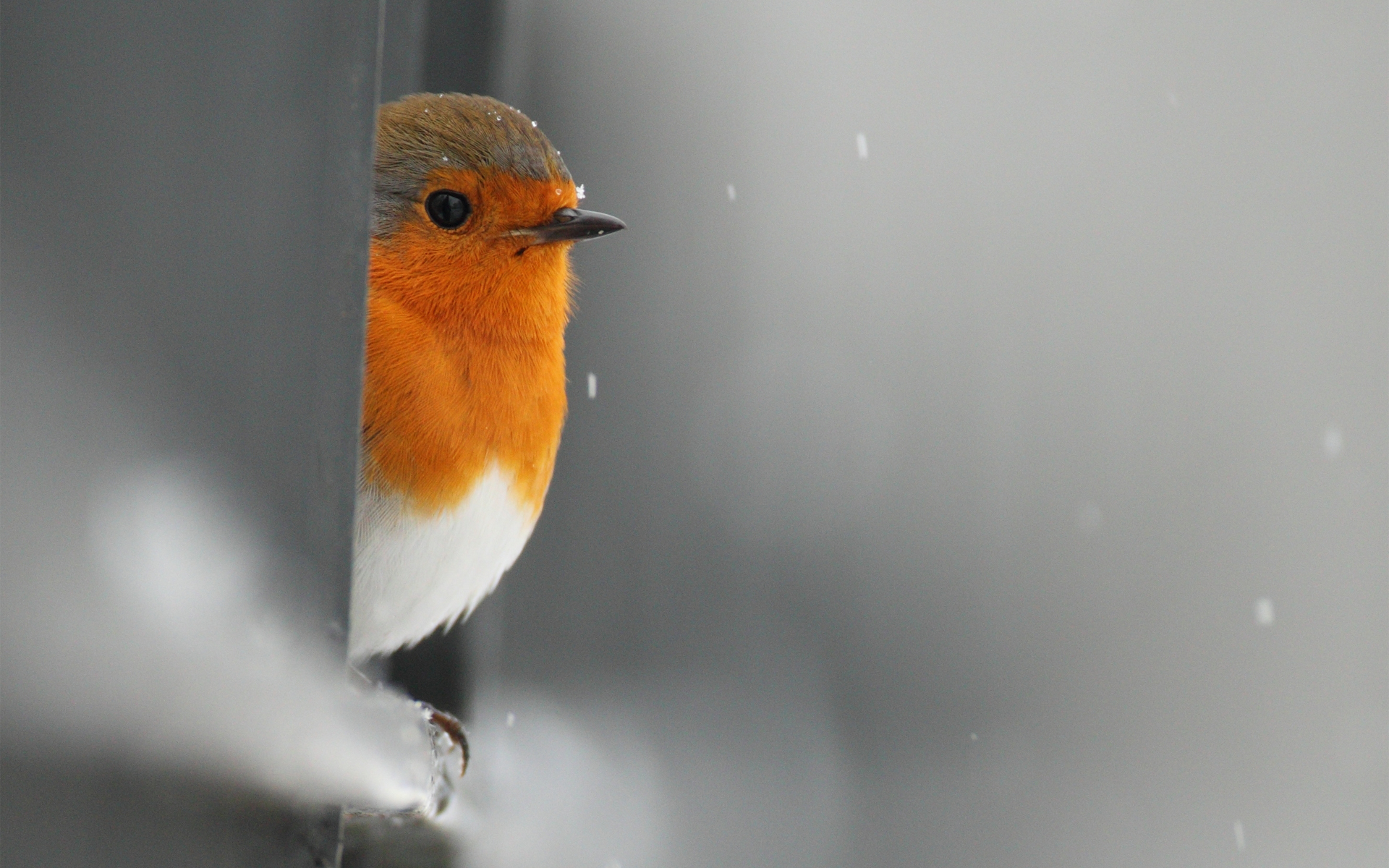 Téléchargez gratuitement l'image Oiseau, Des Oiseaux, Animaux sur le bureau de votre PC