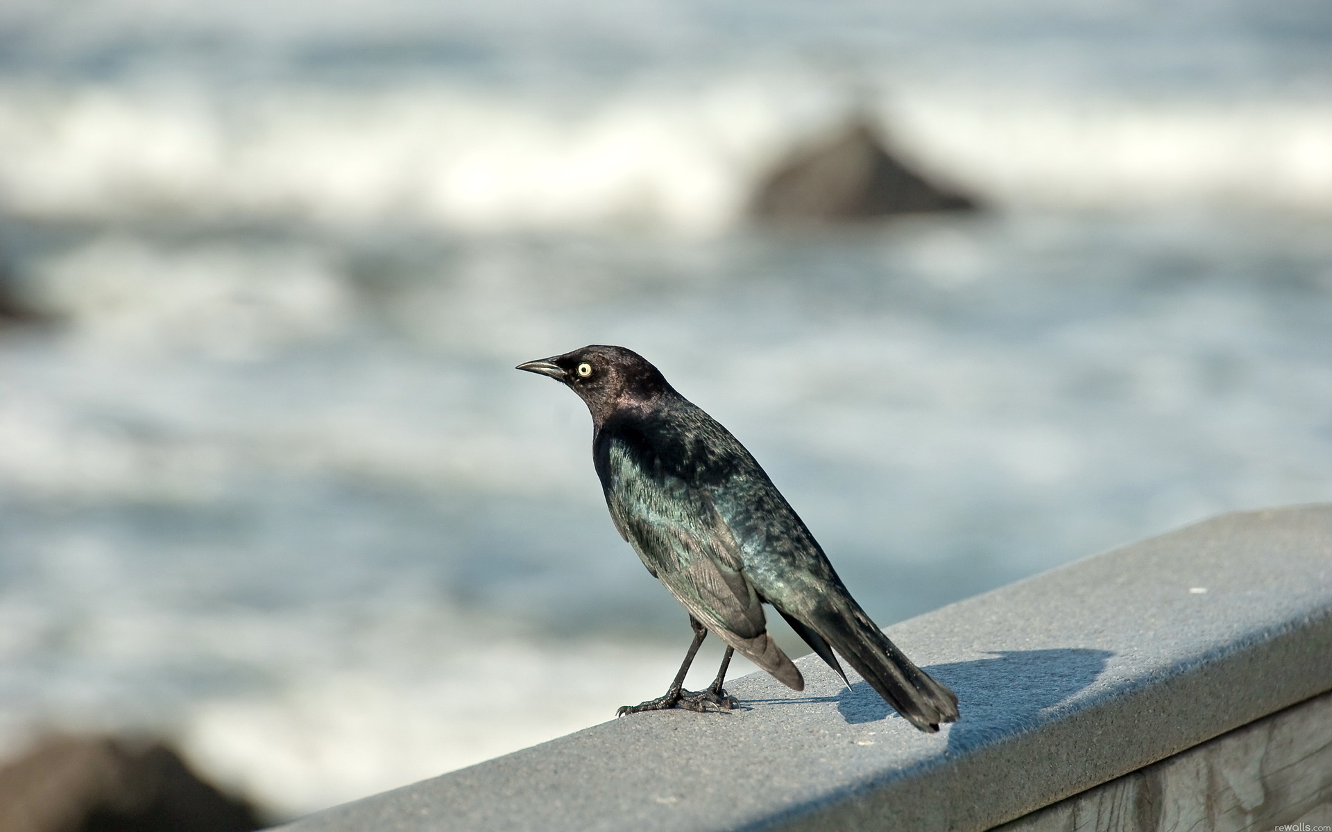 Baixe gratuitamente a imagem Pássaro, Aves, Animais na área de trabalho do seu PC