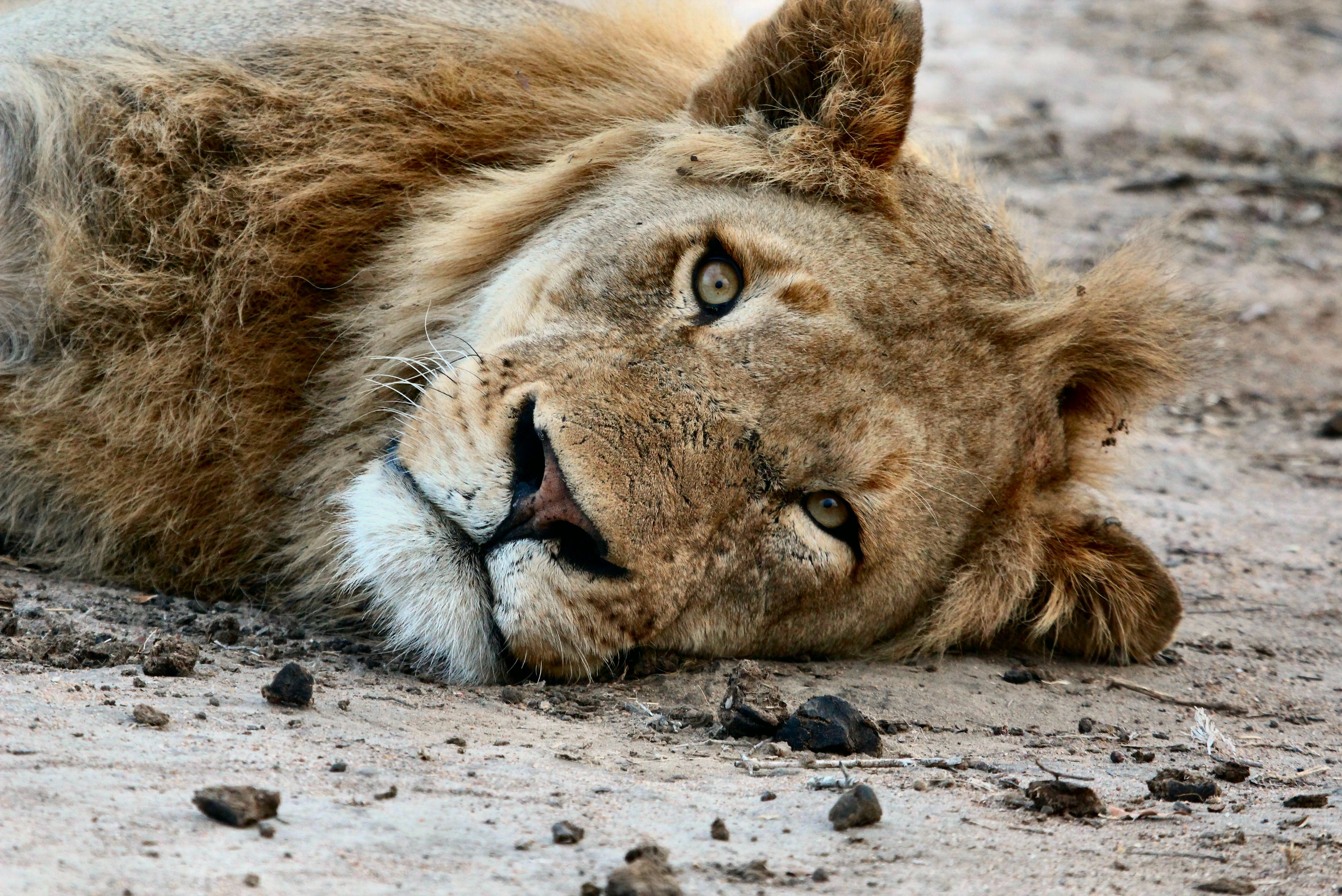 PCデスクトップに動物, ライオン, 猫, 見詰める, 休憩中画像を無料でダウンロード