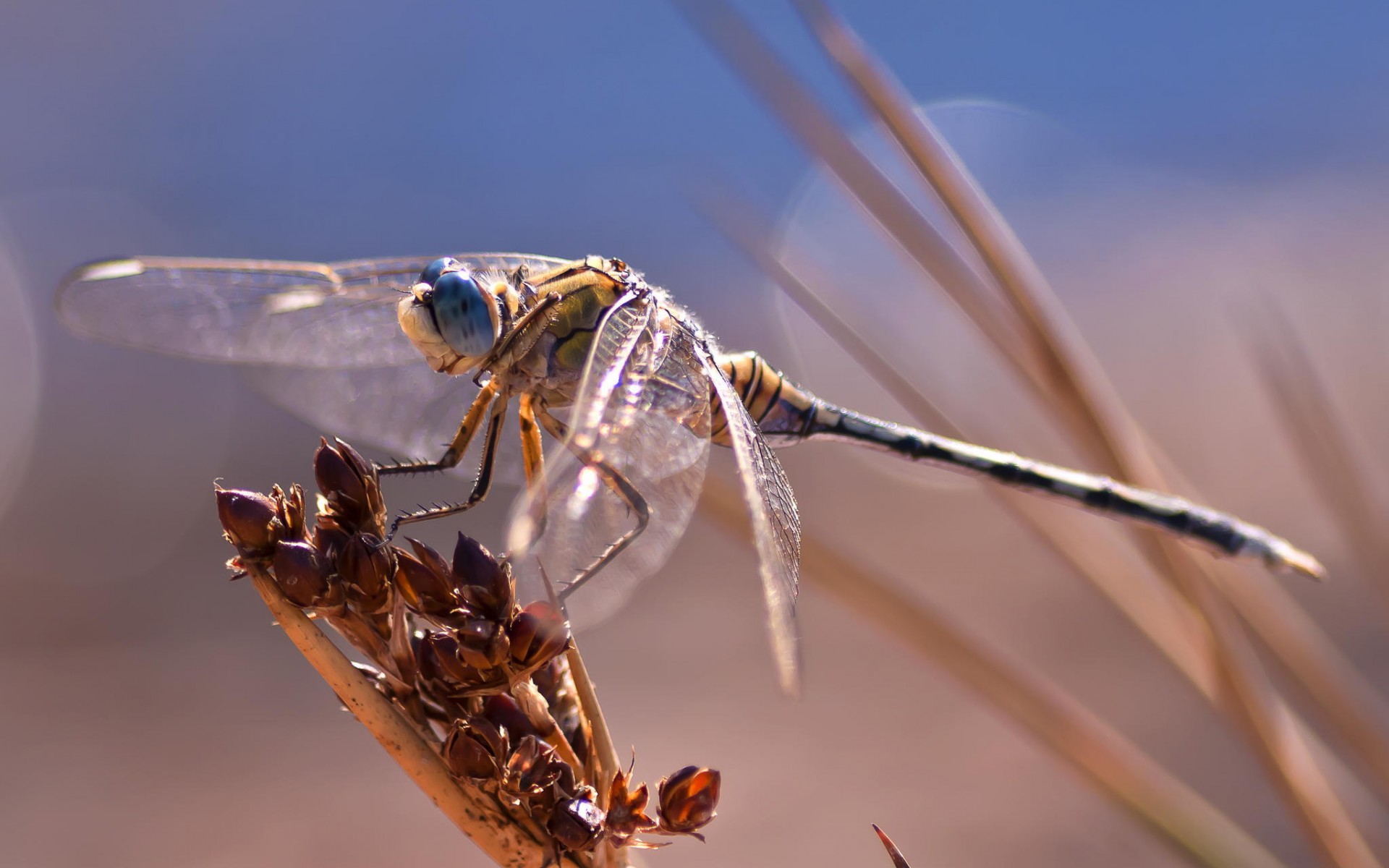 Free download wallpaper Dragonfly, Insects, Animal on your PC desktop
