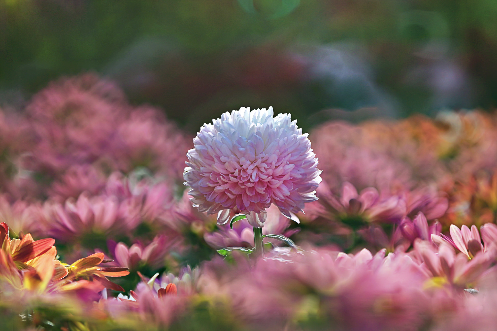 Download mobile wallpaper Nature, Flowers, Chrysanthemum, Flower, Blur, Earth, Pink Flower for free.