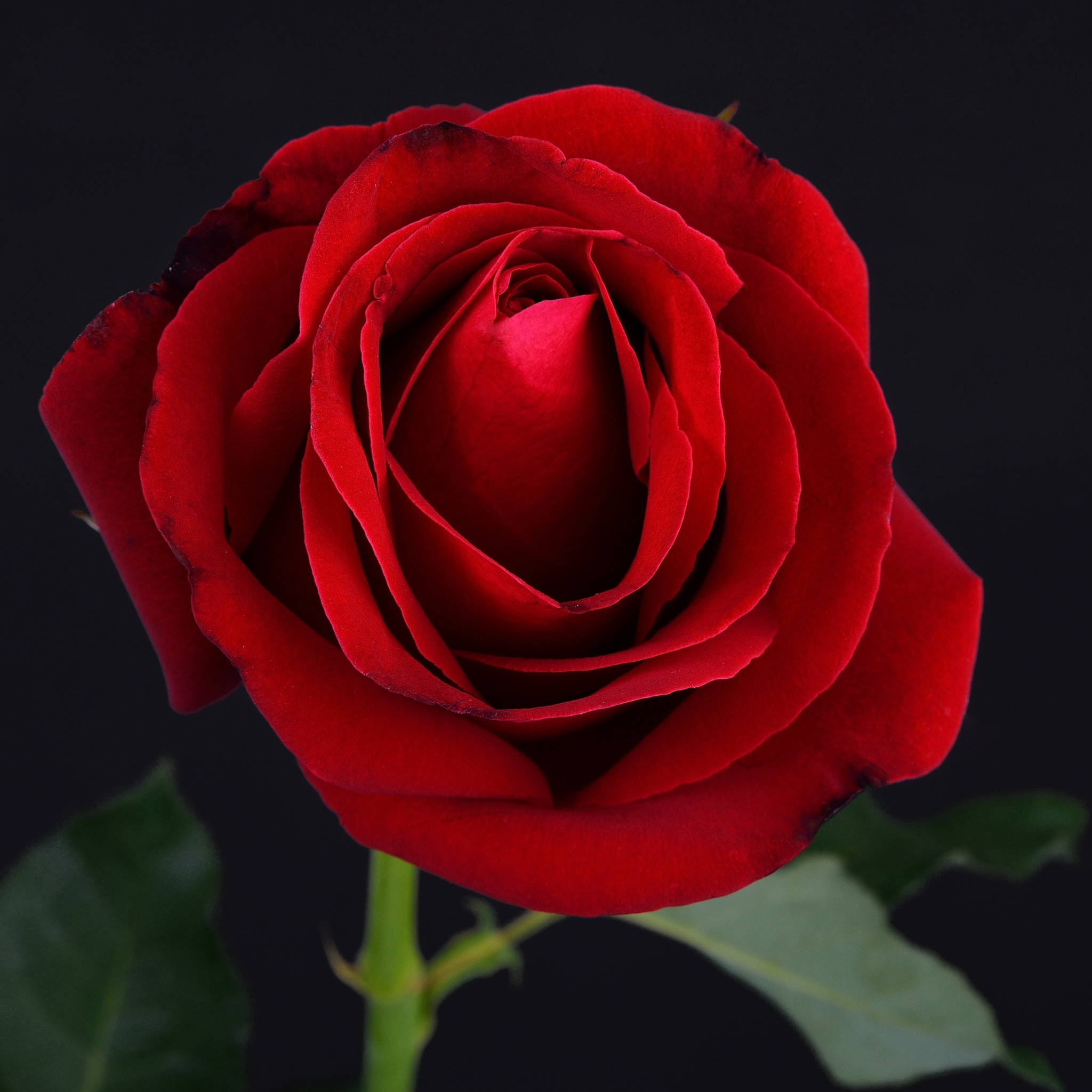 Download mobile wallpaper Flowers, Flower, Rose, Earth, Red Rose, Red Flower for free.