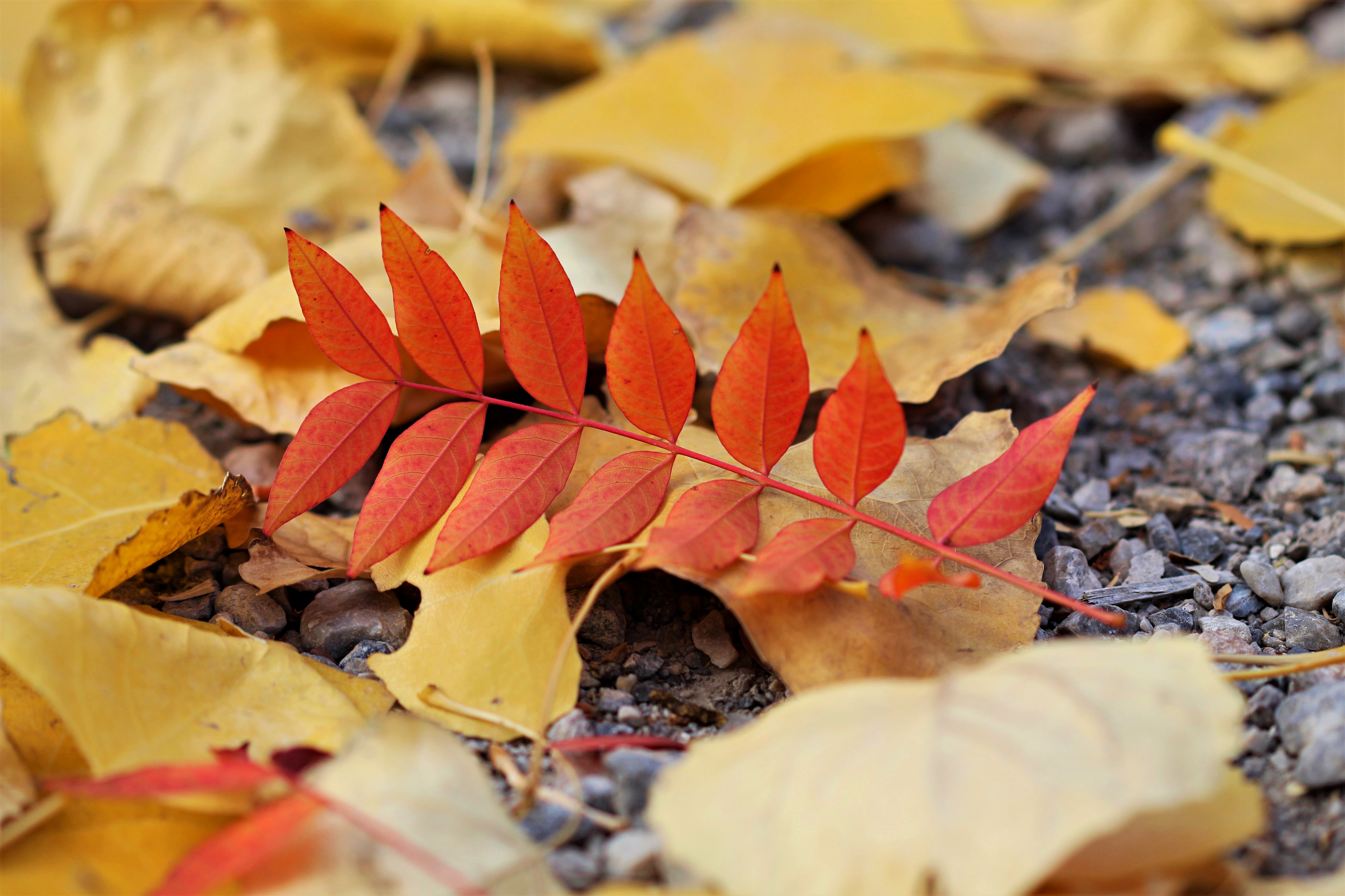 Laden Sie das Blätter, Makro, Flugblatt, Leaflet, Herbst-Bild kostenlos auf Ihren PC-Desktop herunter