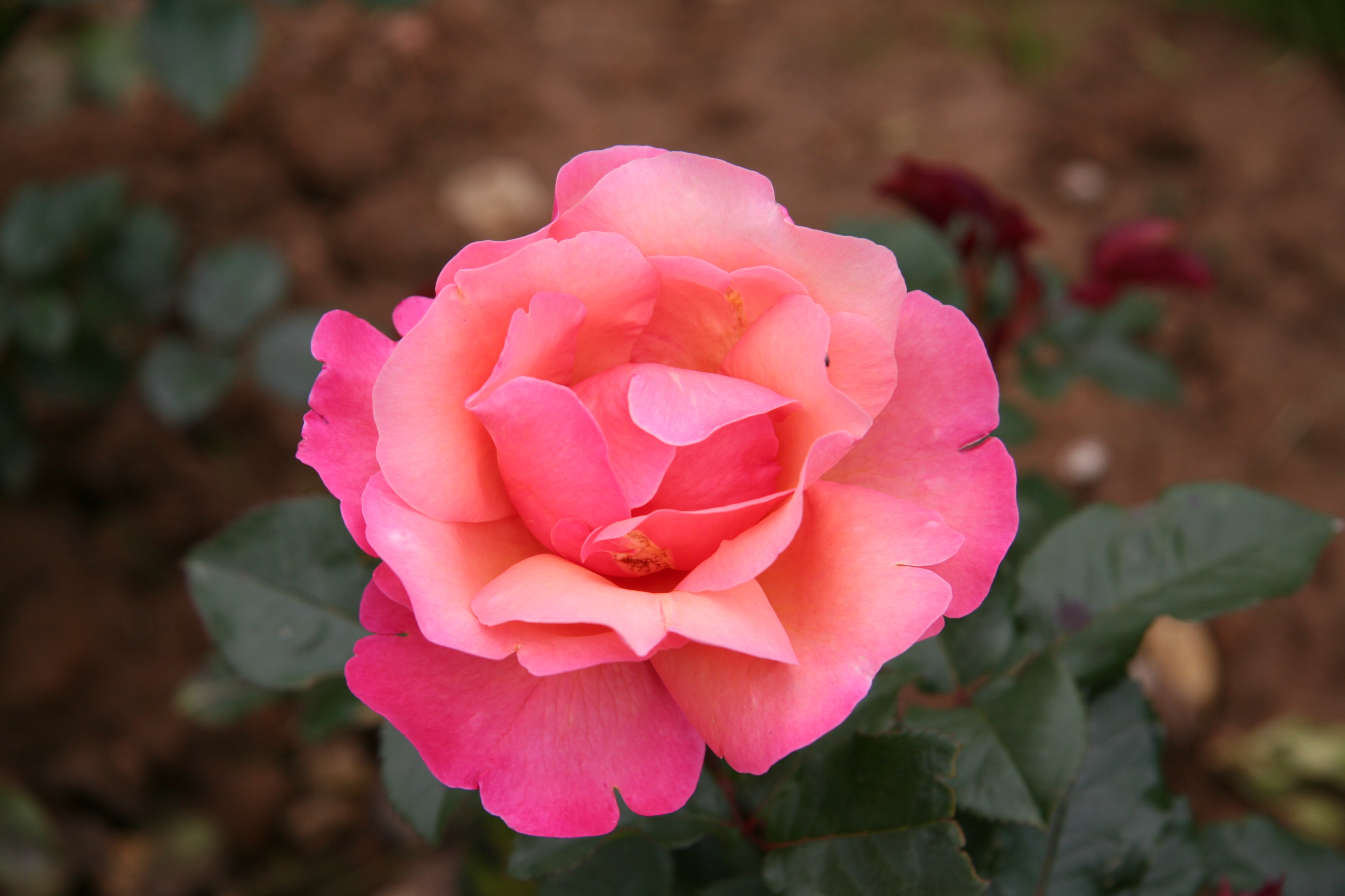 PCデスクトップにフラワーズ, 花, 薔薇, 地球, ピンクのバラ画像を無料でダウンロード