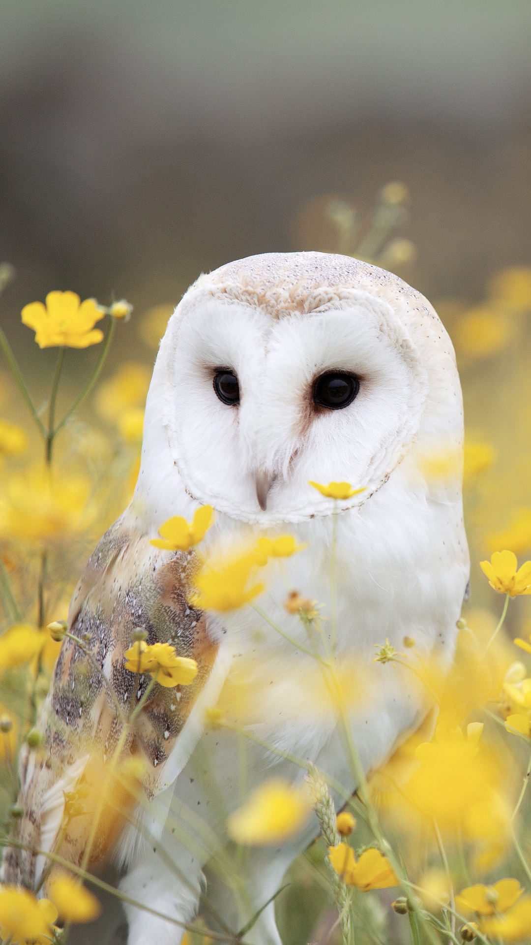 無料モバイル壁紙動物, 鳥, フクロウ, 花, 黄色い花, メンフクロウをダウンロードします。