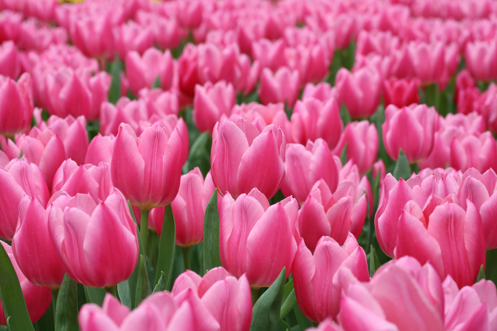 Download mobile wallpaper Nature, Flowers, Flower, Earth, Tulip, Pink Flower for free.