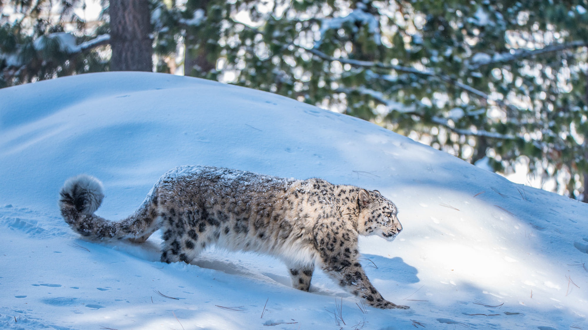 Скачати мобільні шпалери Сніг, Тварина, Коти, Сніговий Леопард безкоштовно.