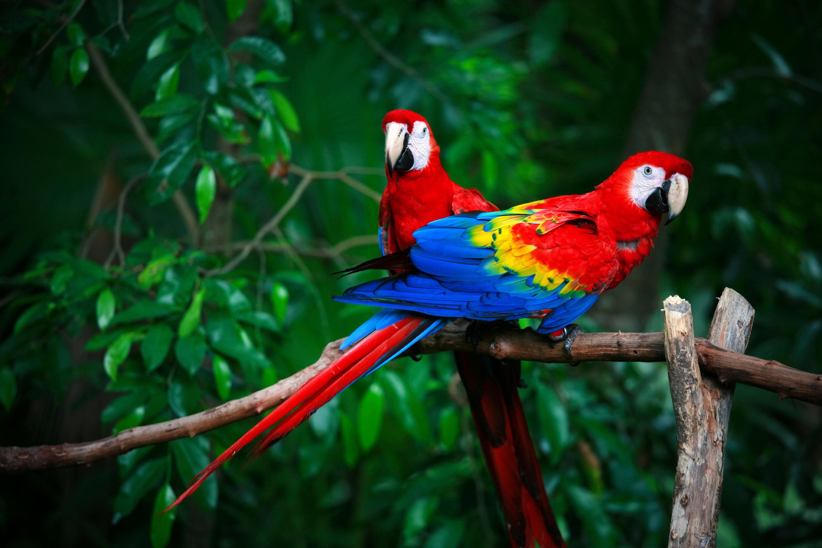 Download mobile wallpaper Birds, Bird, Animal, Macaw, Scarlet Macaw for free.