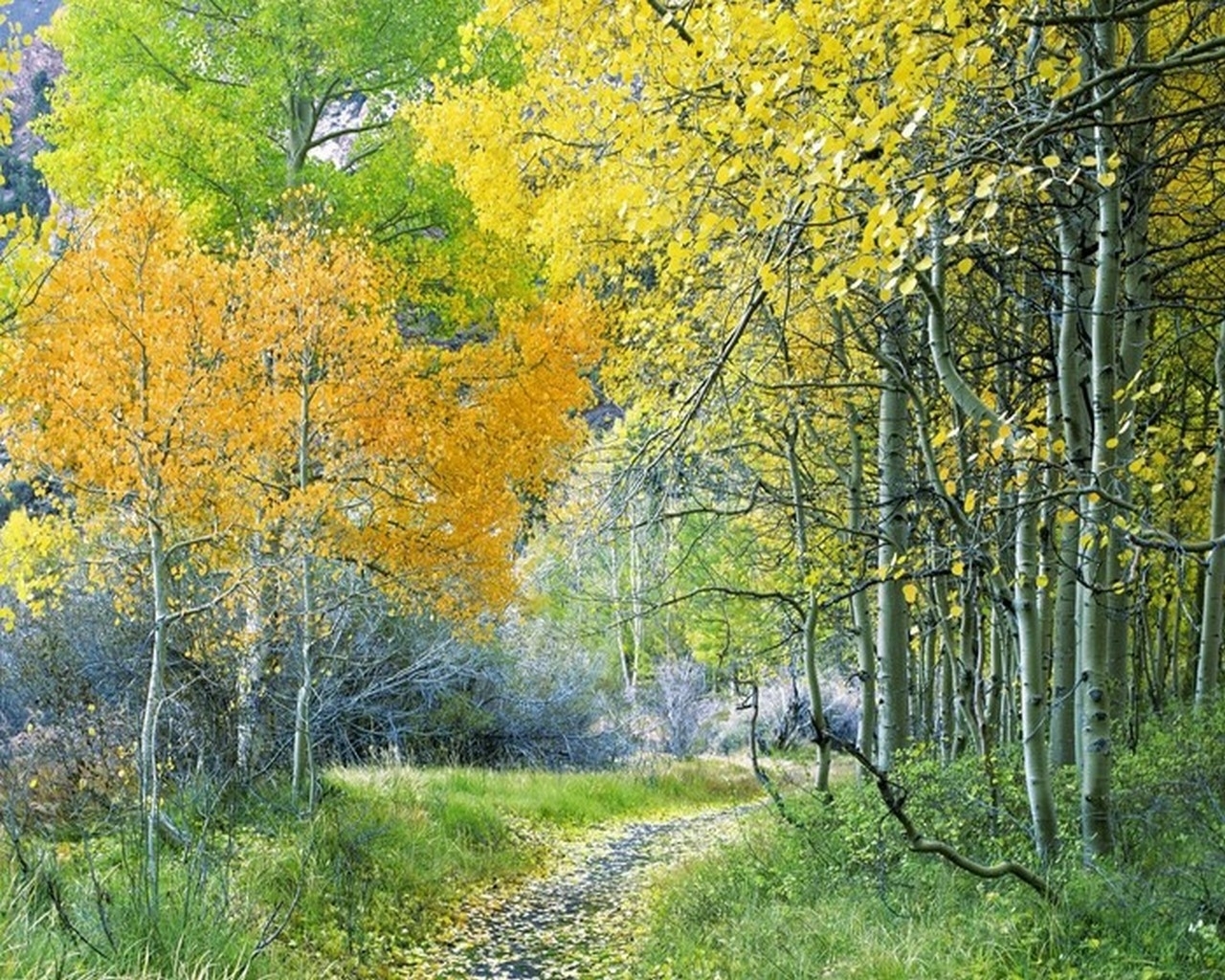 Handy-Wallpaper Landschaft, Bäume, Herbst kostenlos herunterladen.