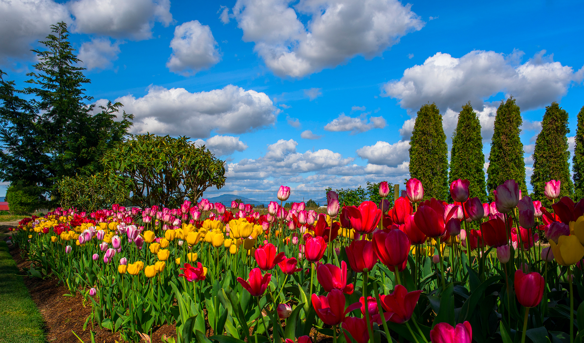 Download mobile wallpaper Flowers, Sky, Flower, Park, Earth, Cloud, Tulip for free.