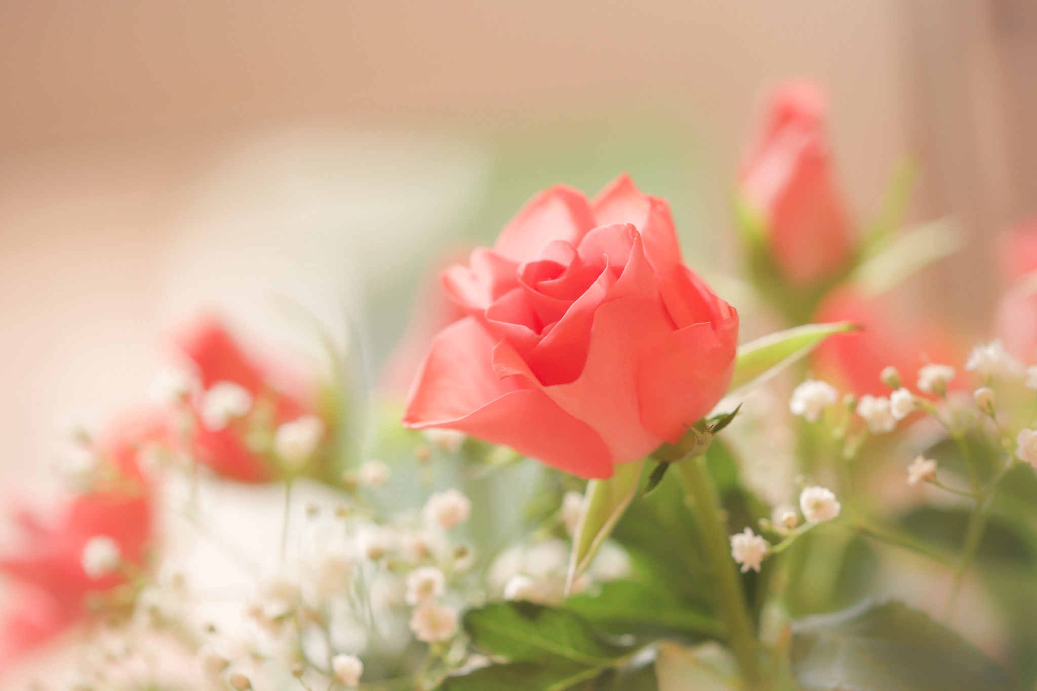 無料モバイル壁紙フラワーズ, 花, 薔薇, 閉じる, 地球, ピンクの花をダウンロードします。