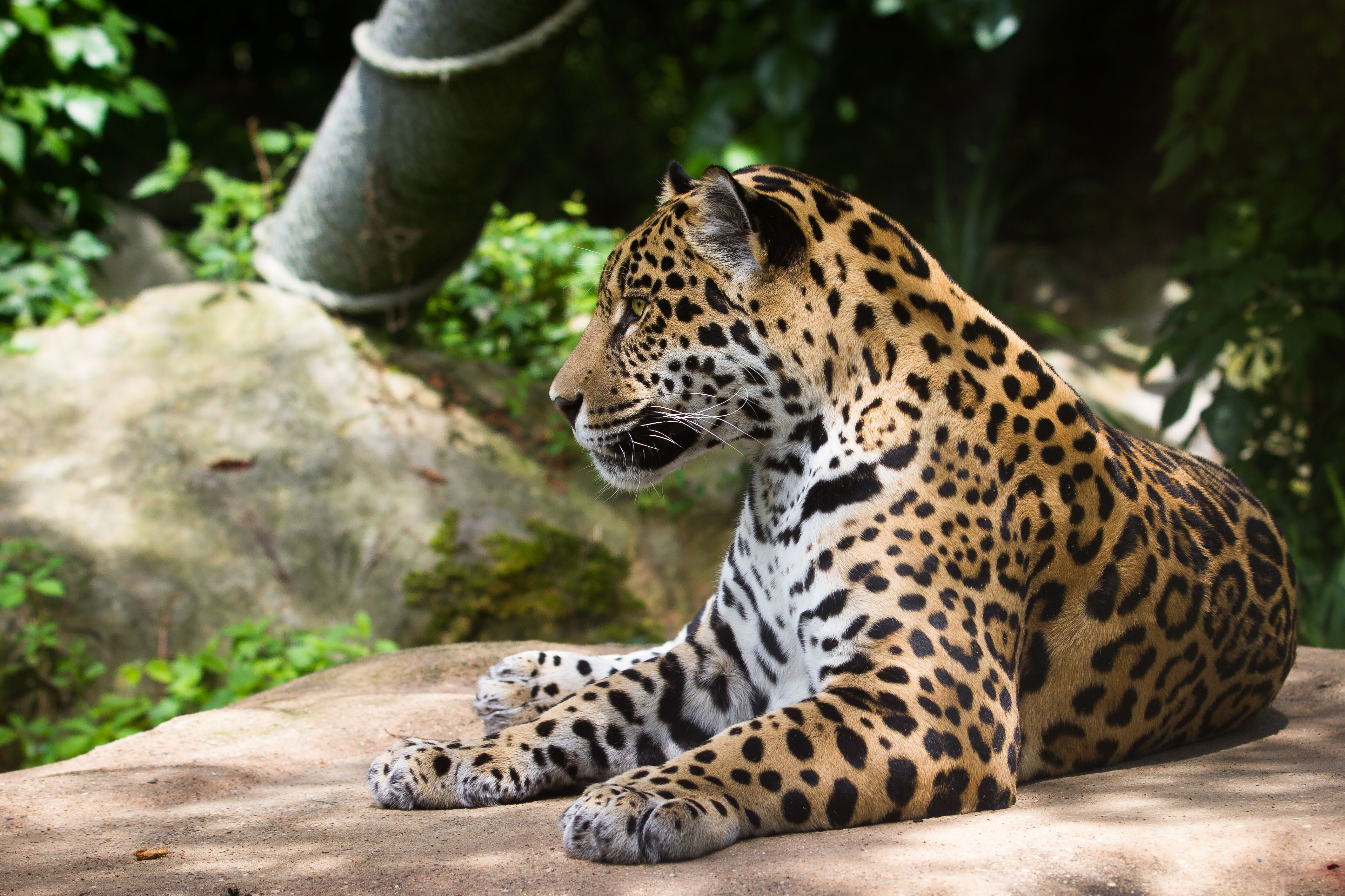 Baixar papel de parede para celular de Animais, Gatos, Onça Pintada gratuito.