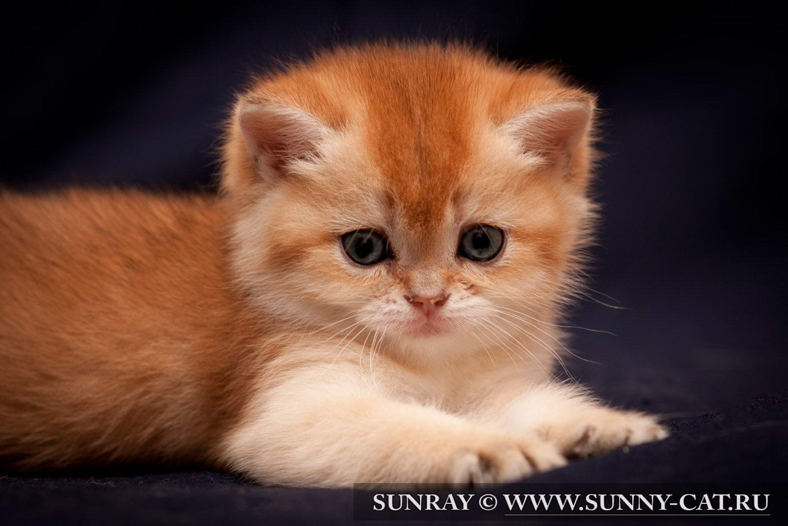 17569 скачать картинку кошки (коты котики), животные, оранжевые - обои и заставки бесплатно