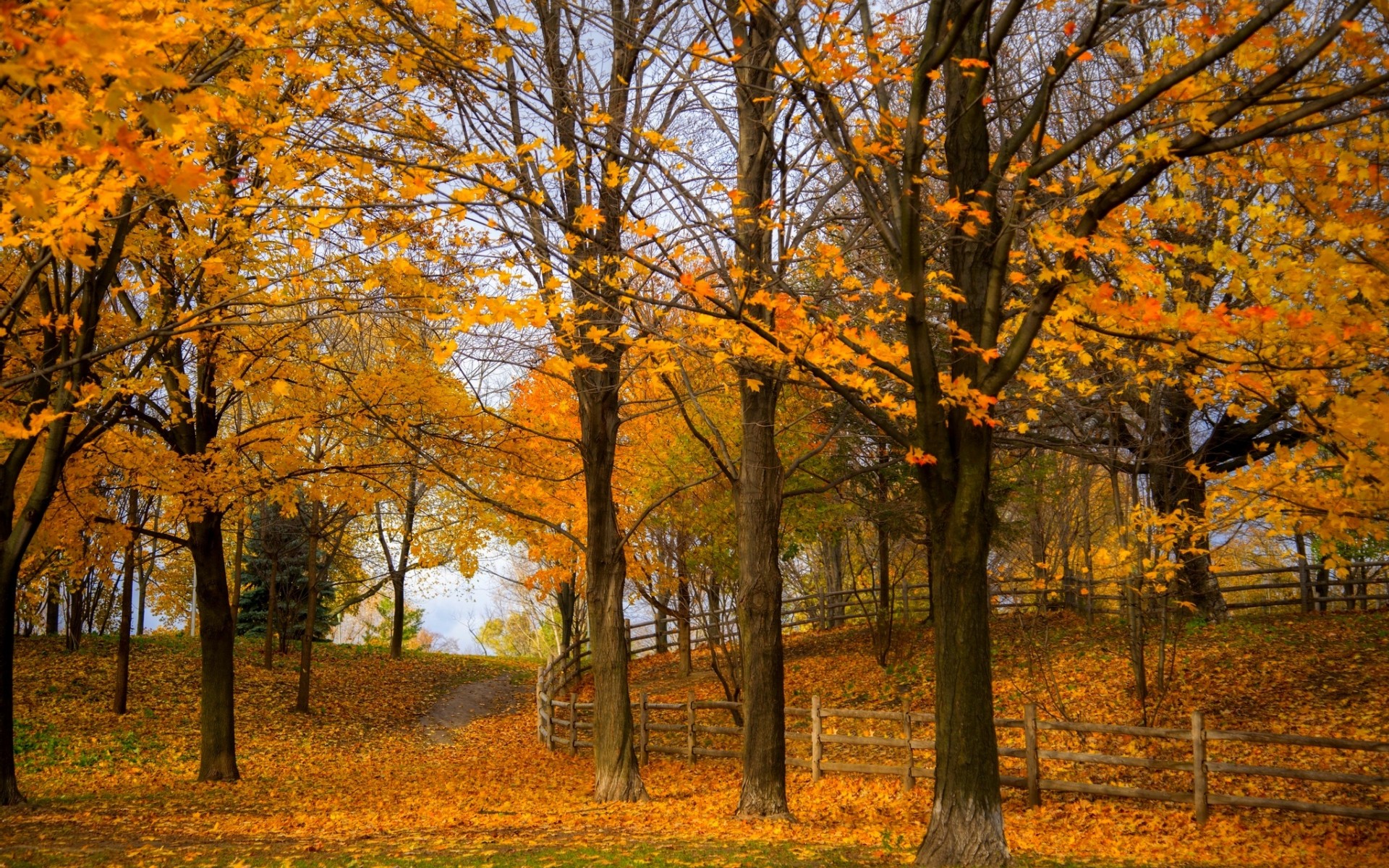 無料モバイル壁紙木, 秋, 公園, フェンス, 写真撮影をダウンロードします。