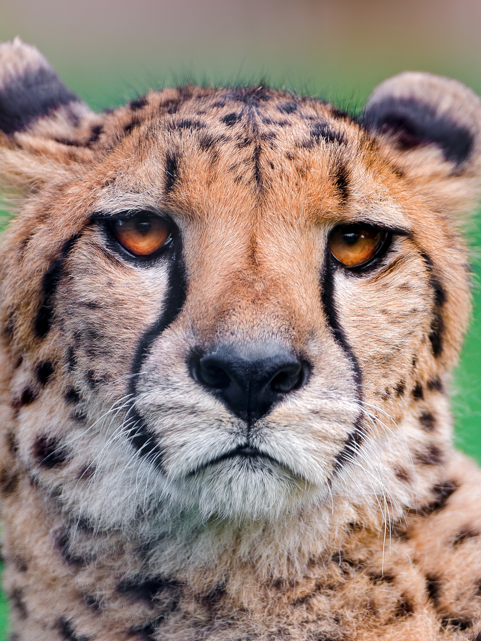 Download mobile wallpaper Cheetah, Cats, Animal for free.