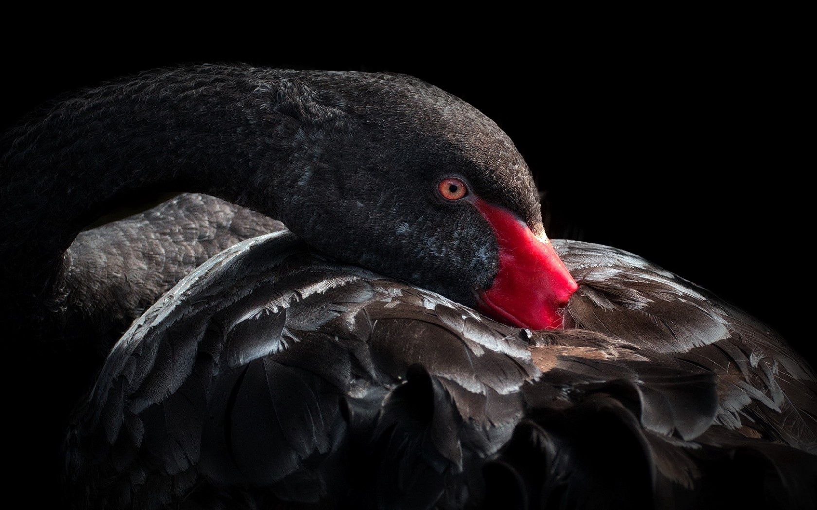 Free download wallpaper Animals, Black Swan, Feather, Bird, Beak on your PC desktop