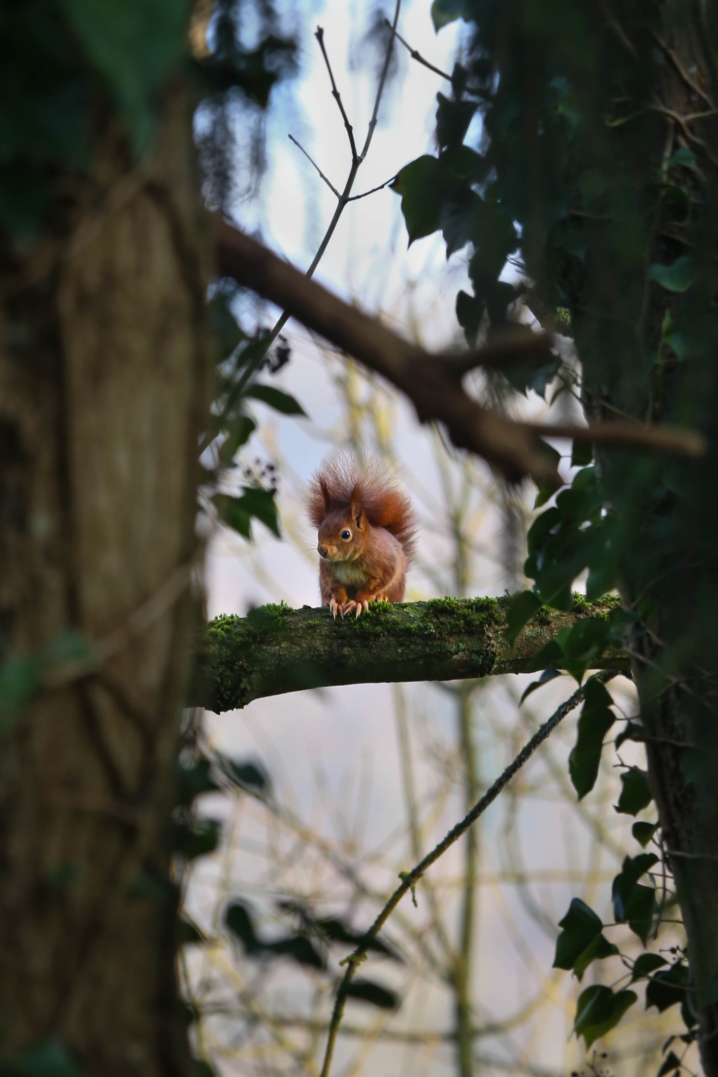 Free download wallpaper Squirrel, Wood, Tree, Branches, Wildlife, Animals on your PC desktop