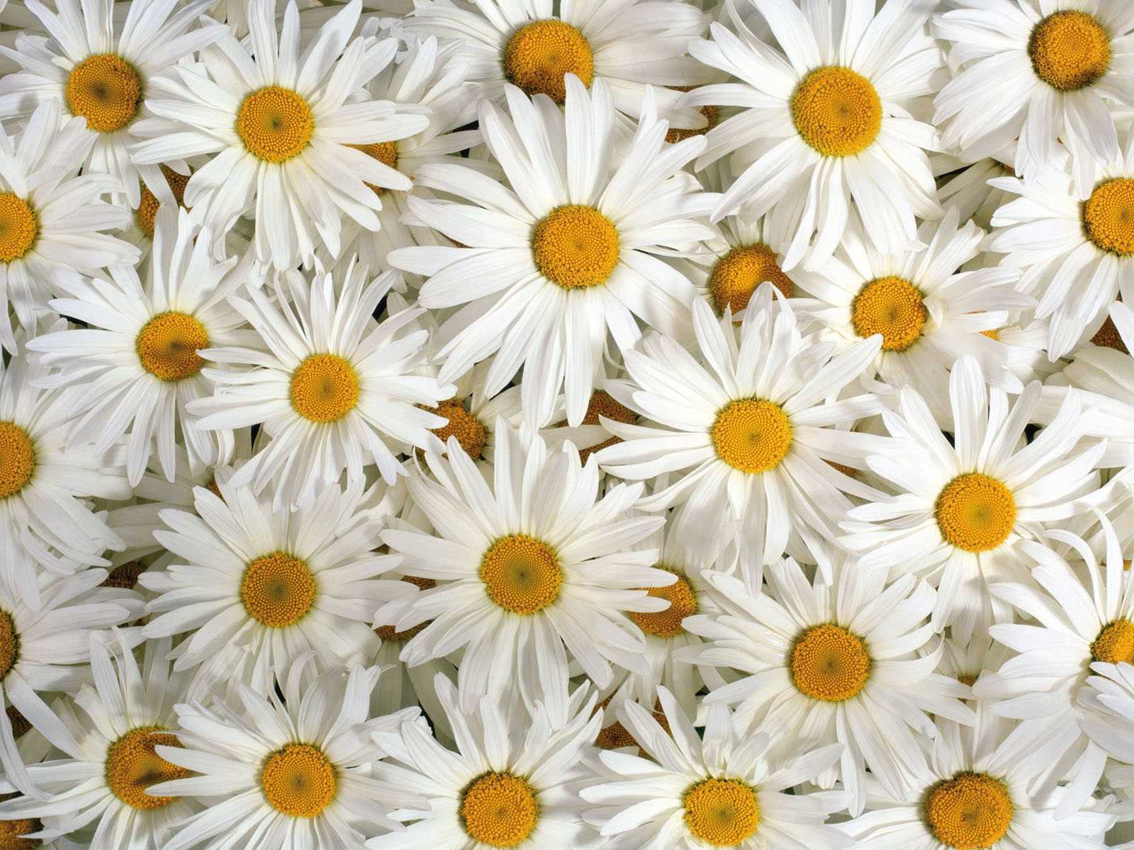 Laden Sie das Blumen, Blume, Erde/natur-Bild kostenlos auf Ihren PC-Desktop herunter