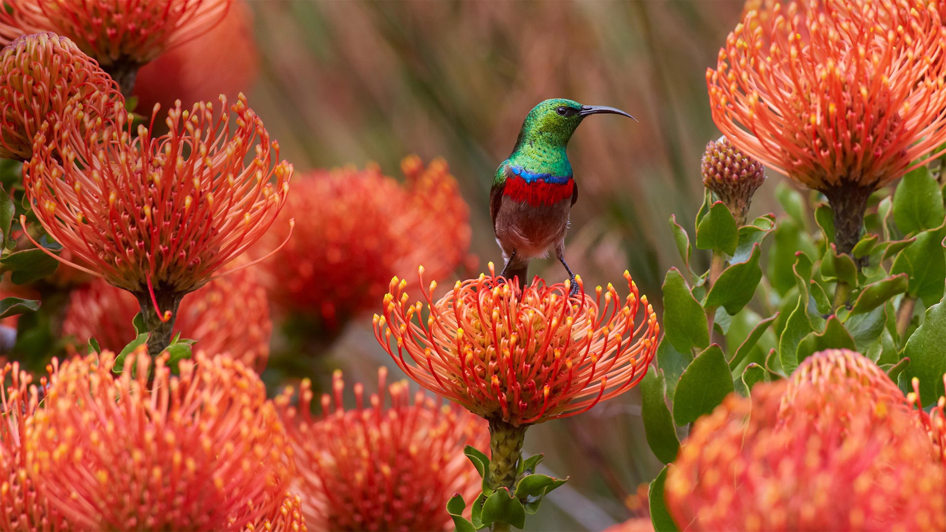 Free download wallpaper Birds, Flower, Animal, Hummingbird on your PC desktop
